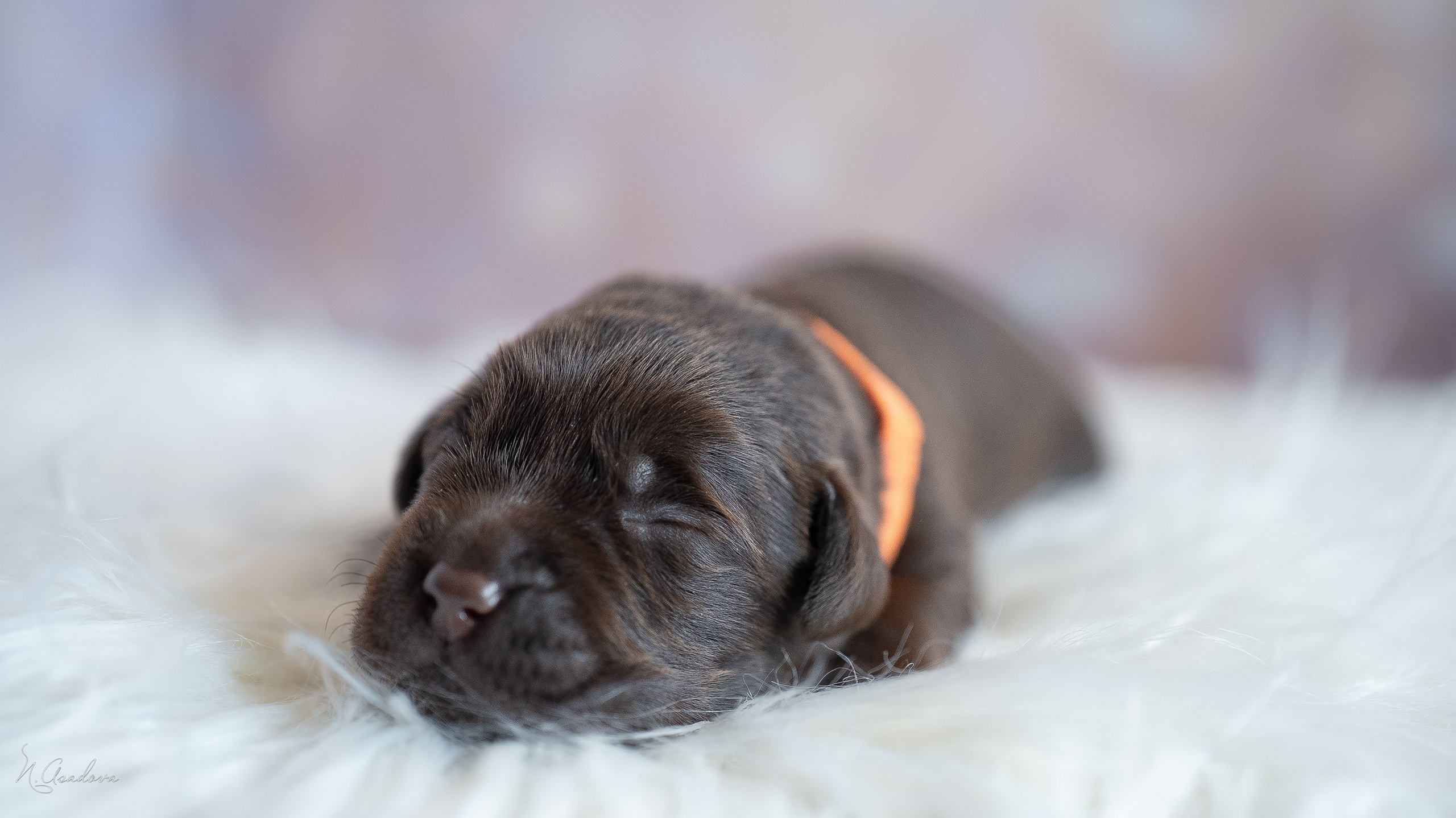 Новорожденные лабрадоры. Фотограф-анималист Асадова