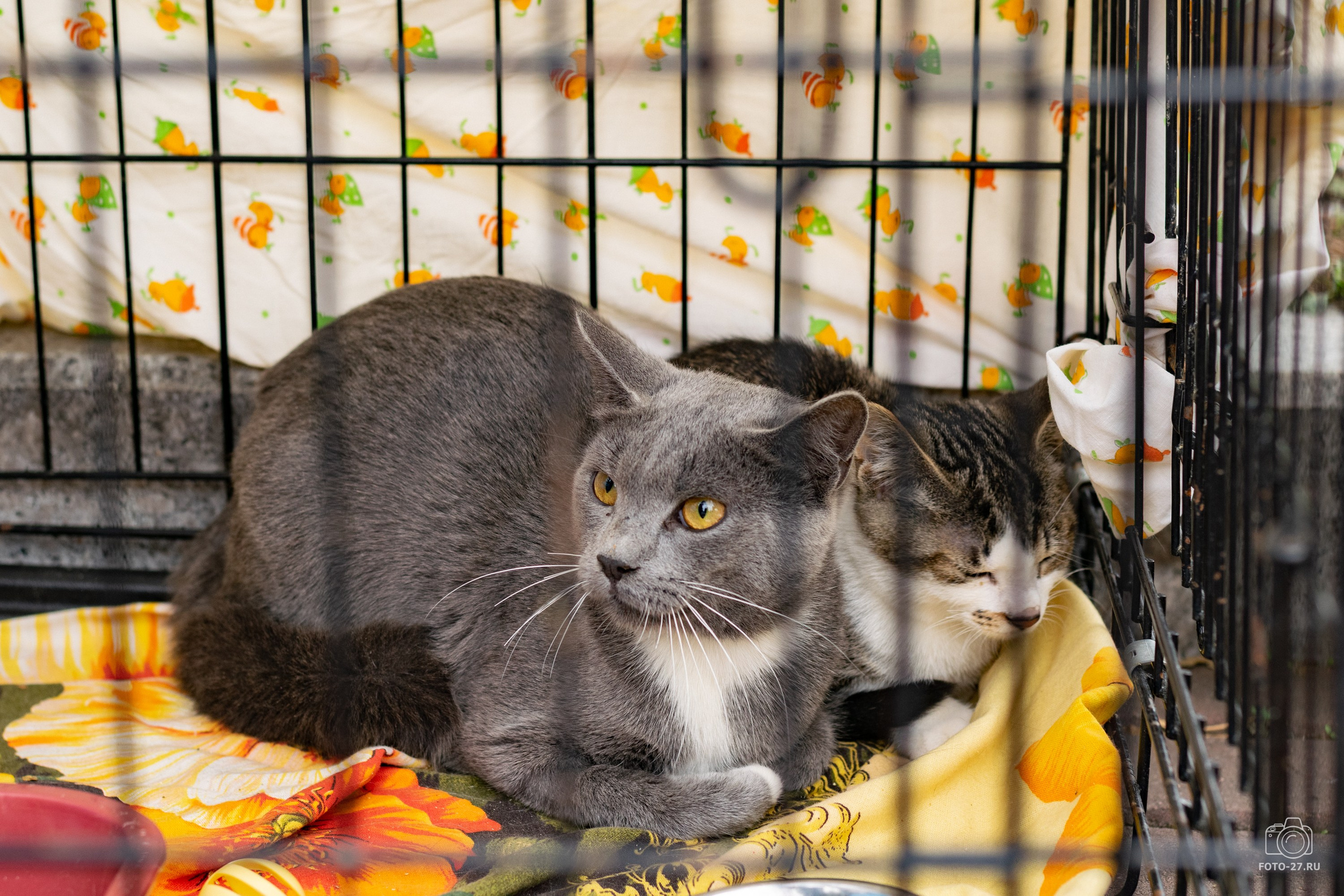 Антон Курдюмов фотограф в Хабаровске Рина Курдюмова фото27 foto27 Антон Дорофеев репортажный репортаж документалист Тони и Рина фотосоздатели Международный фестиваль Рок в защиту животных Хабаровск