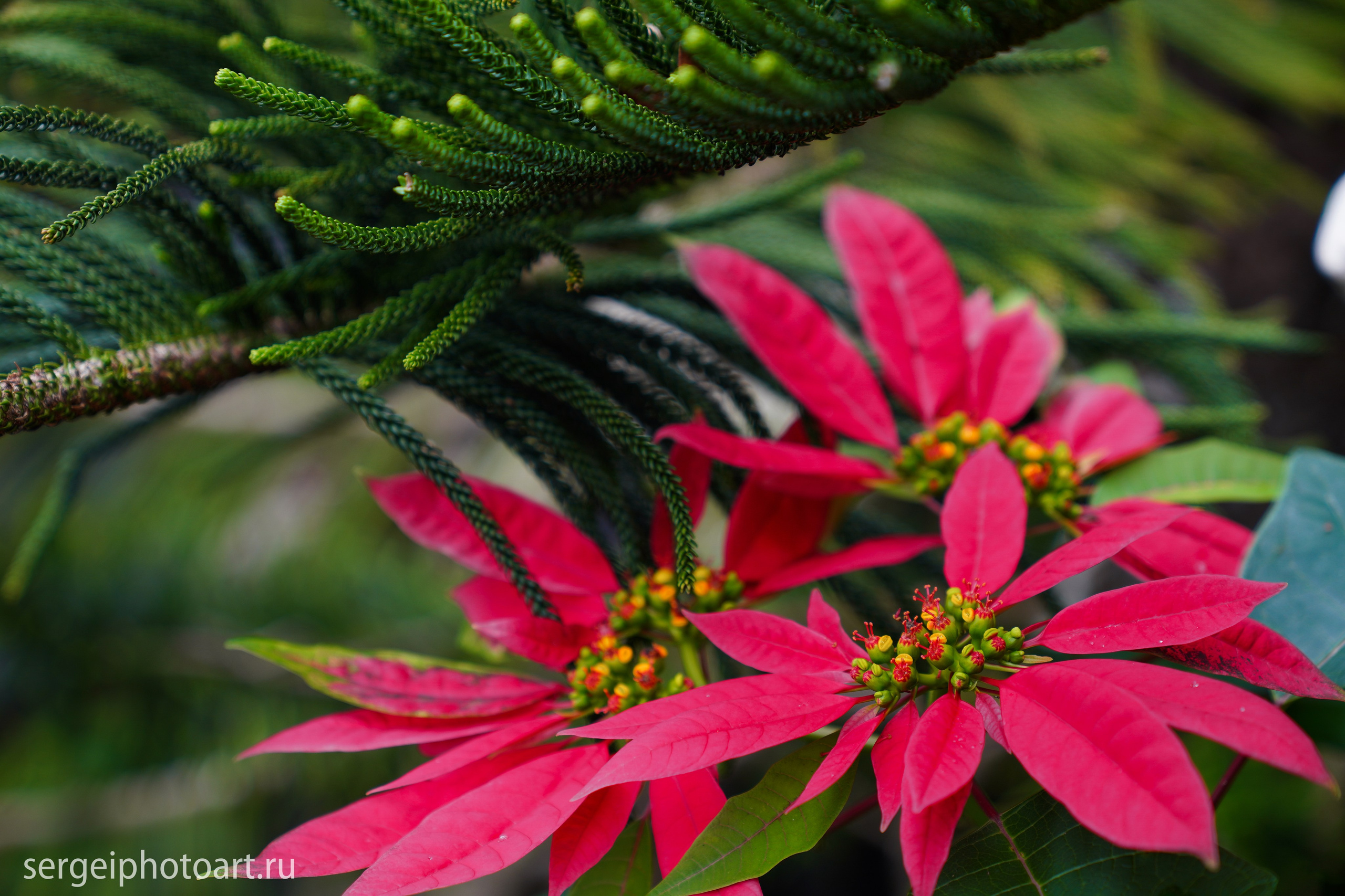 Далат. Фотограф Сергей Кишкель Дананг Нячанг Фукуок