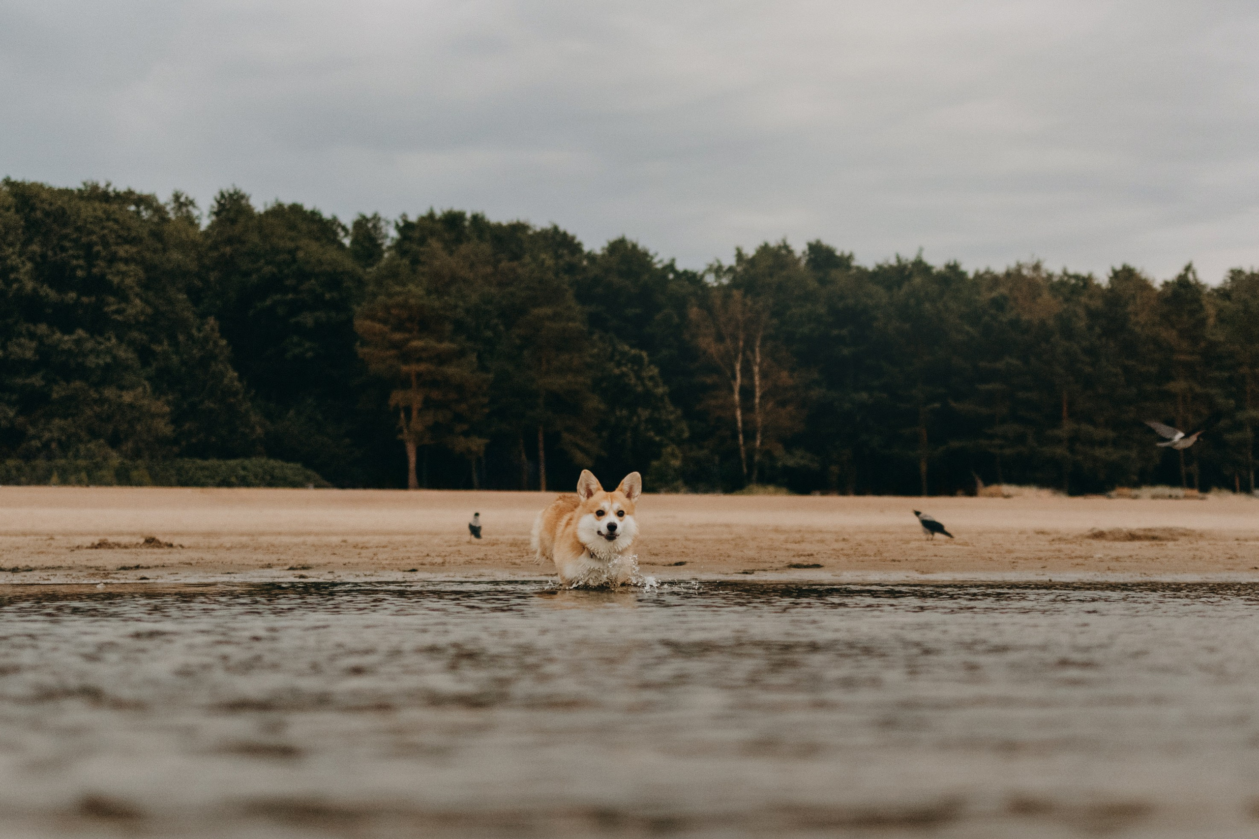 Лиза и Бакс. Фотограф — Анималист | Санкт-Петербург