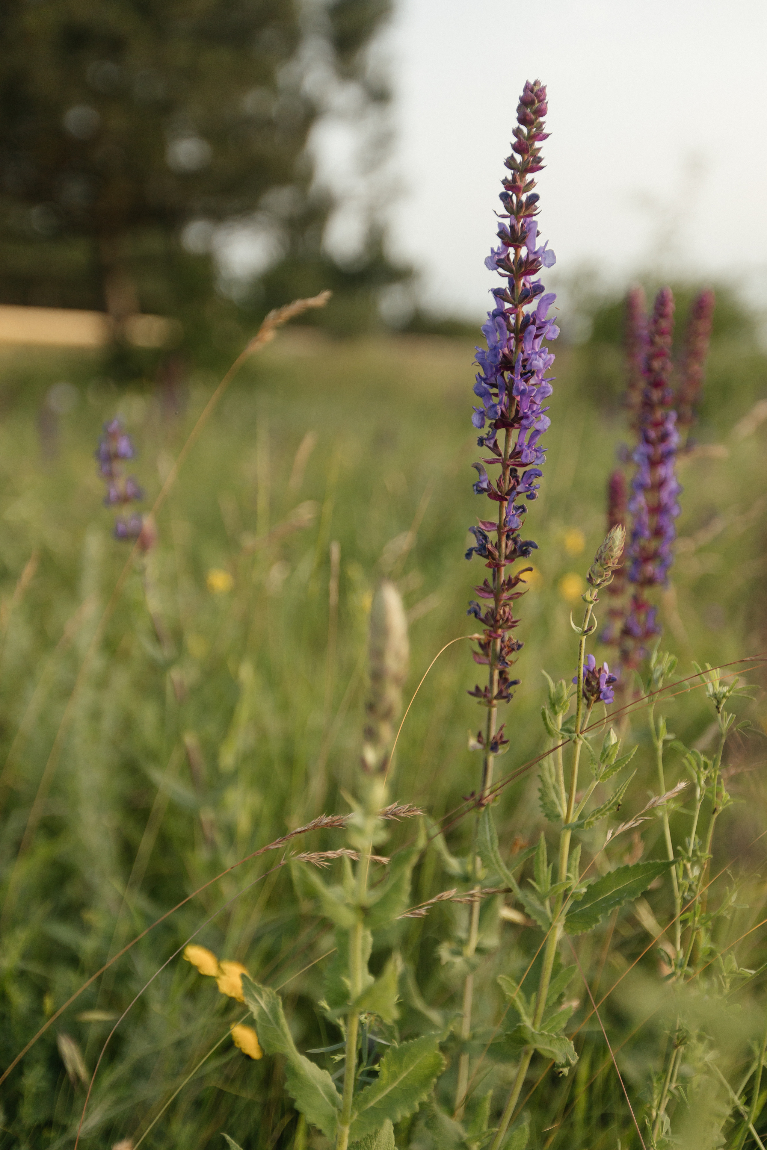 Анна и Дмитрий. Фотограф Таганрог Любимая Надя