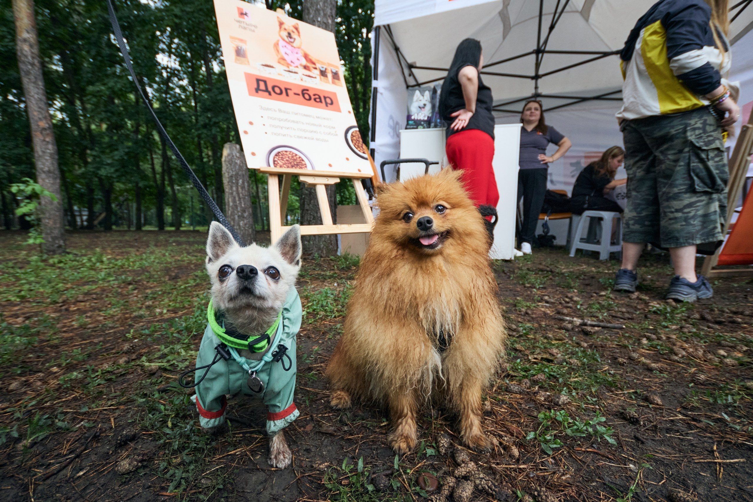 Четыре Лапы. Свадебный и репортажный фотограф Дмитрий Кононенко