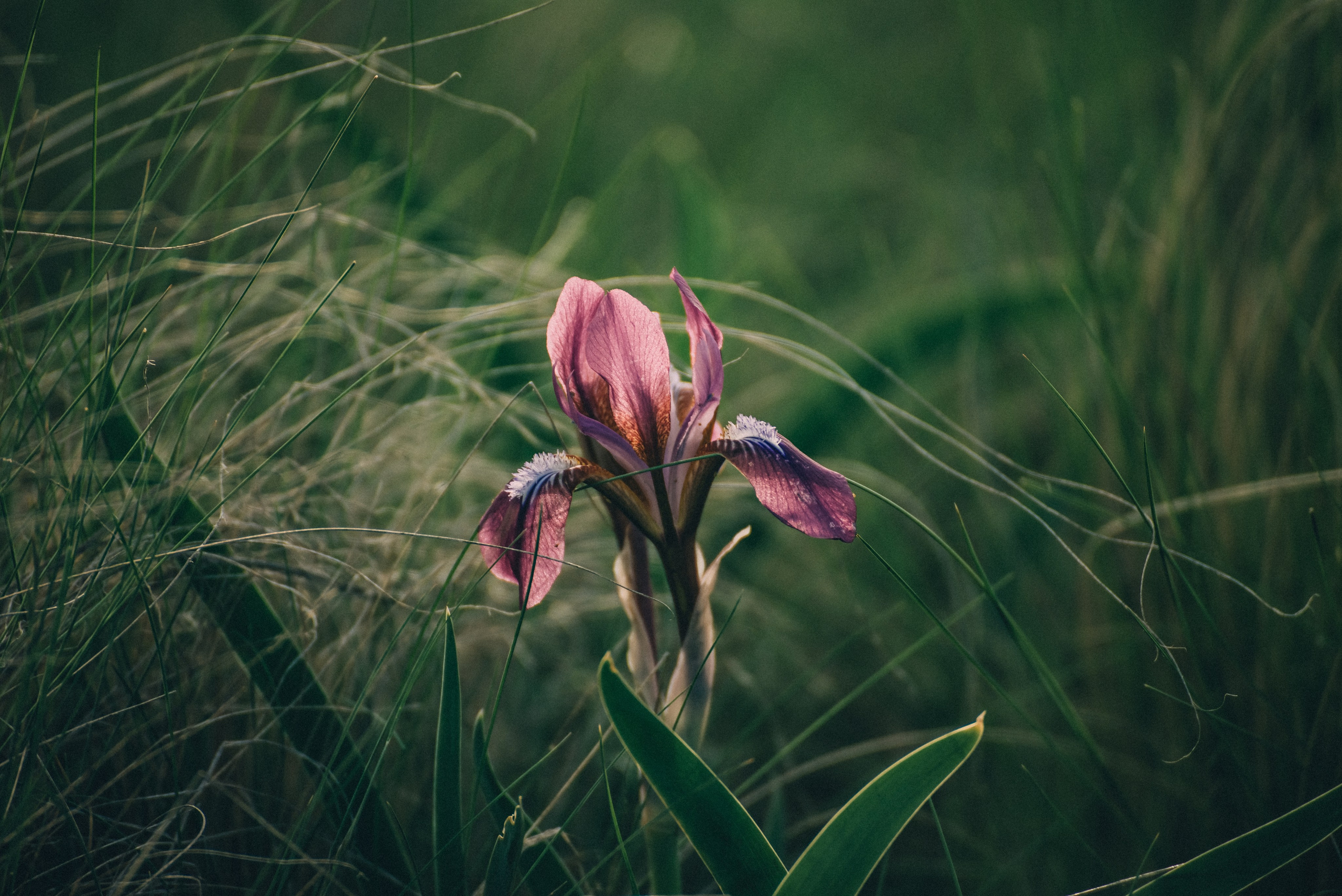 Заповедник «Оренбургский», предуральская степь. Фотообъединение Самарского областного отделения Союза журналистов России