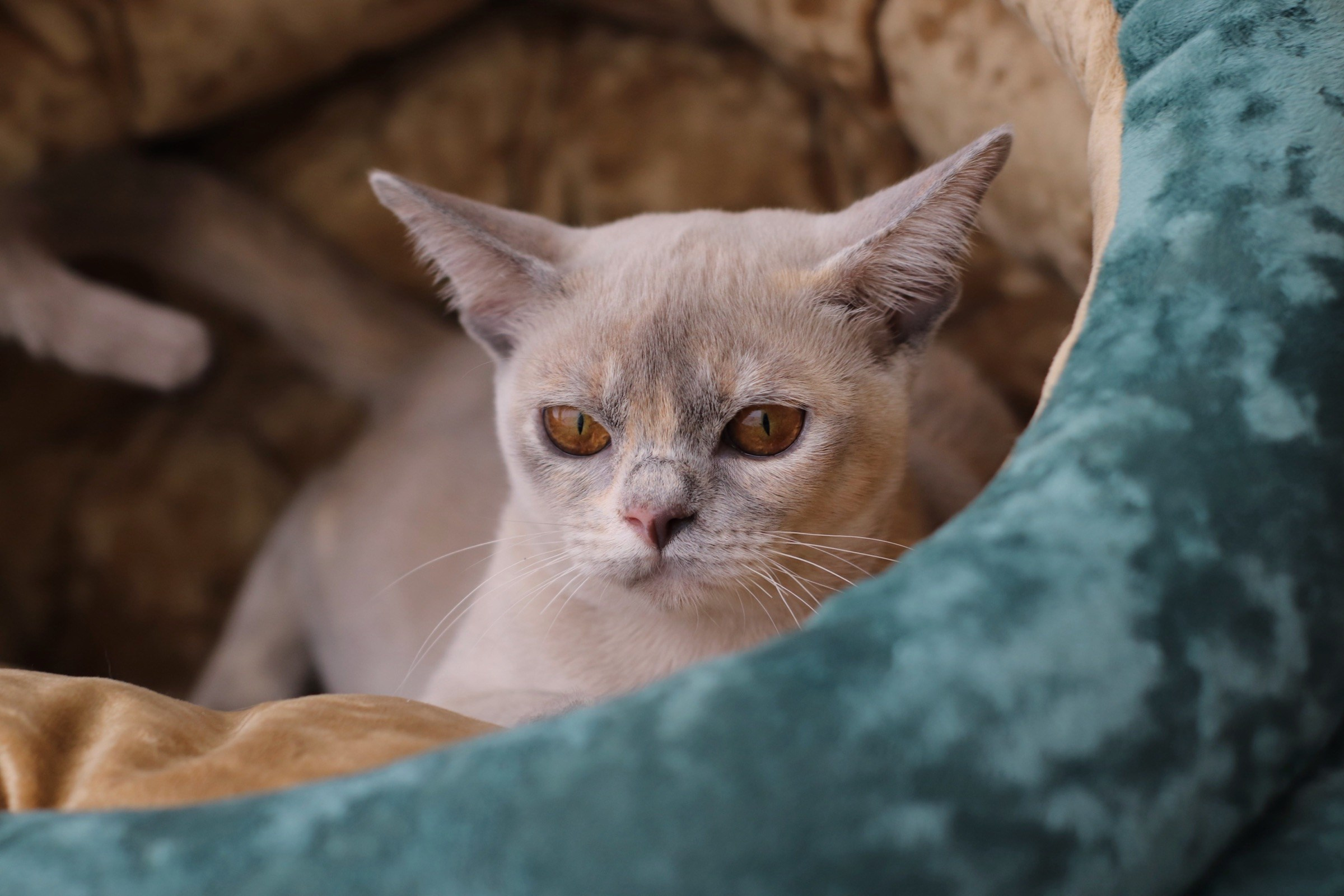 Свободные котята. Питомник европейской бурмы BurLabella