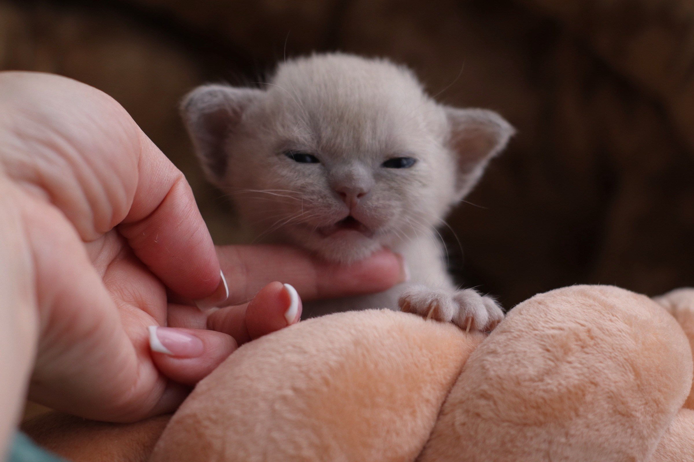 бурманские котята, кремовые бурманские котята, бурманские, питомники бурм, лиловая бурма, лиловокремовая бурма, burlabella, питомник бурлабелла