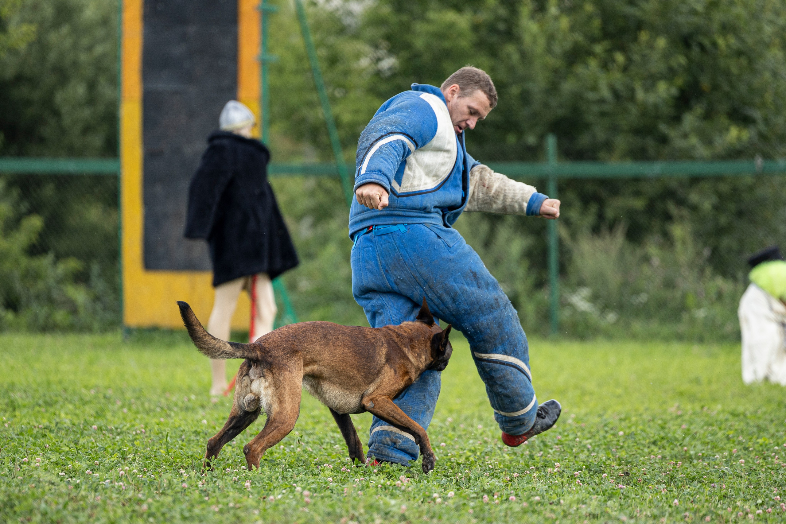 Соревнования по Мондьорингу г. Вологда 10-11.08.2024. Фотограф-анималист Анна Маринич