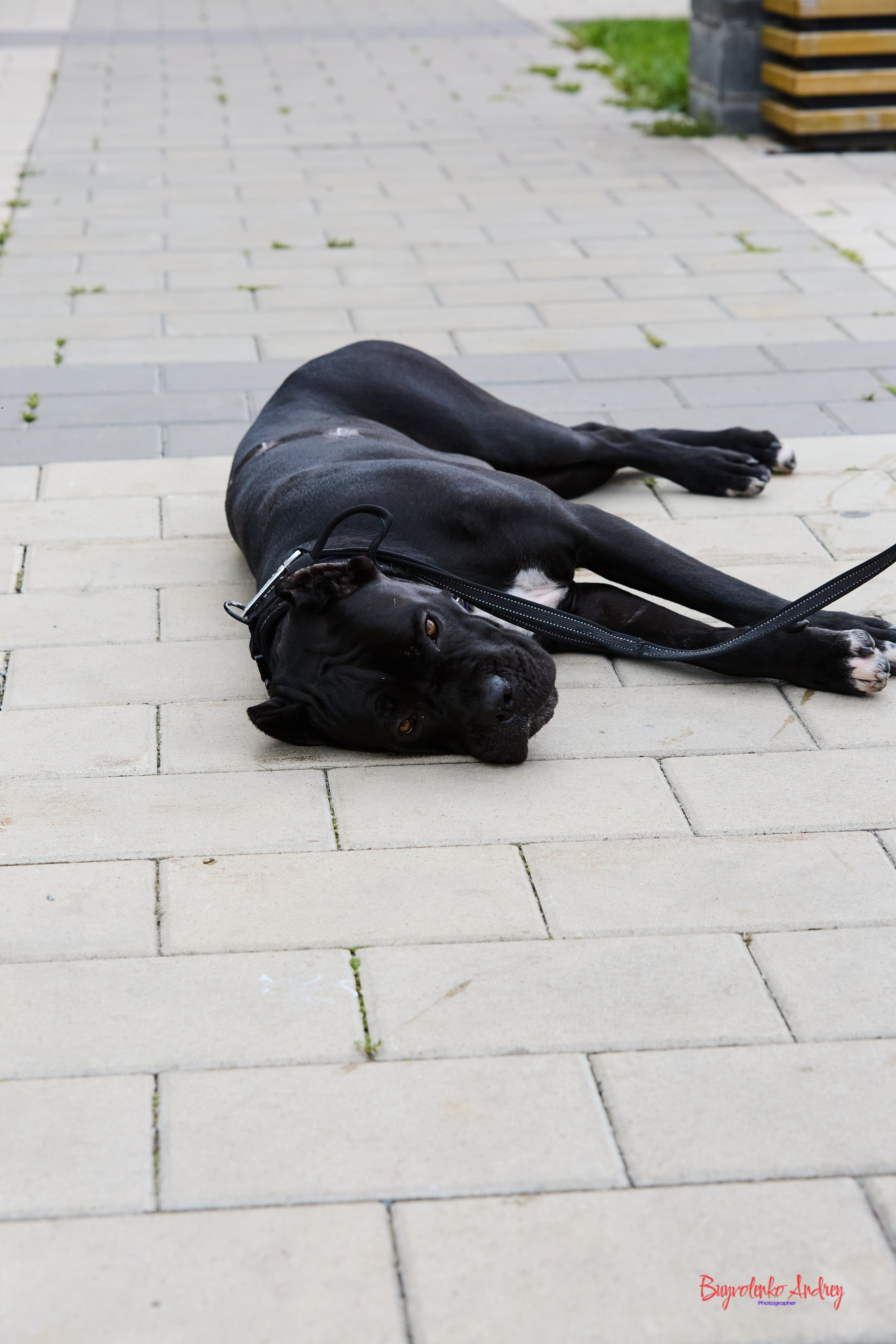 Проект фотопрогулка с хвостиком. Buyvolenko Andrey