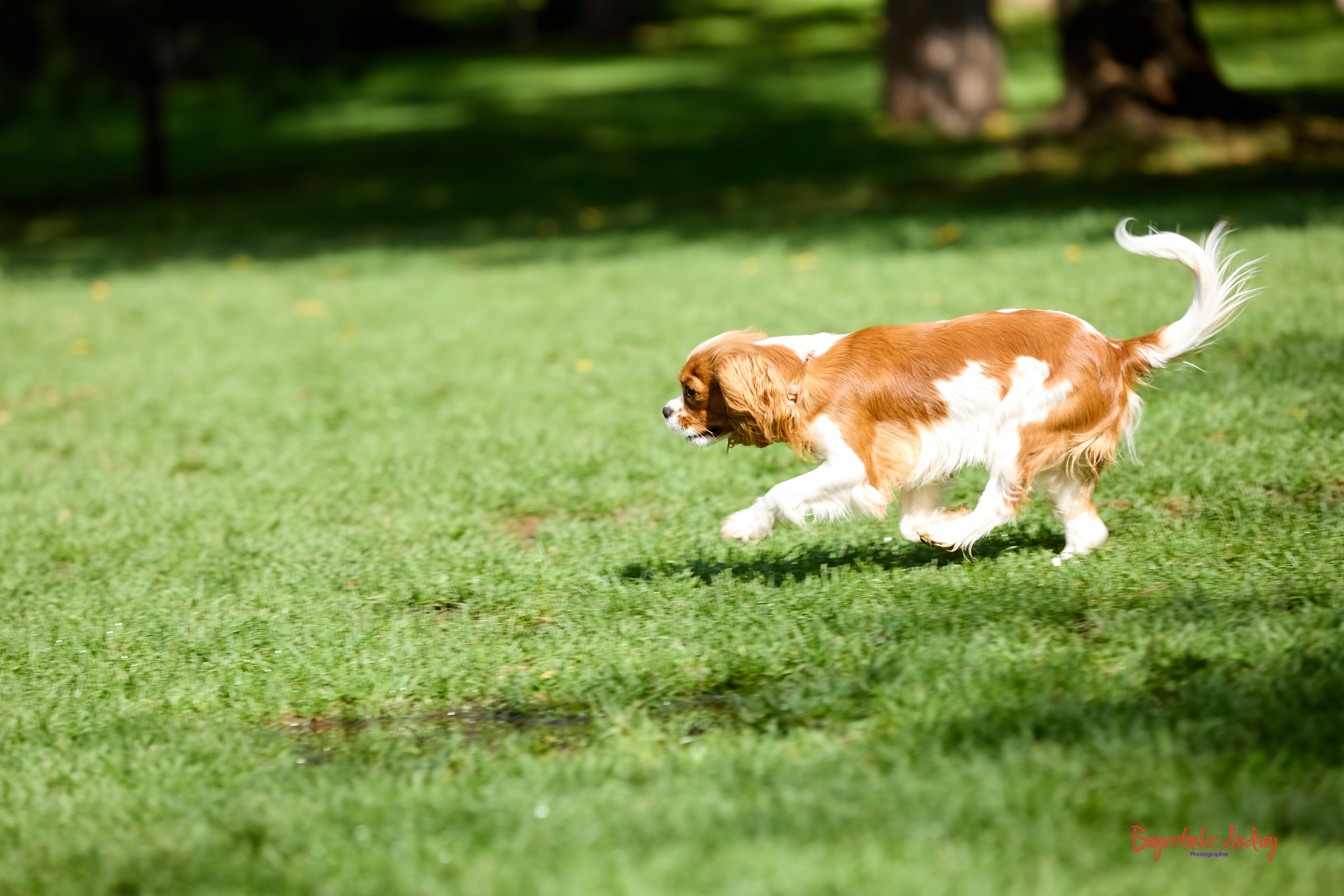 Фотопрогулка с кавалерами. Buyvolenko Andrey