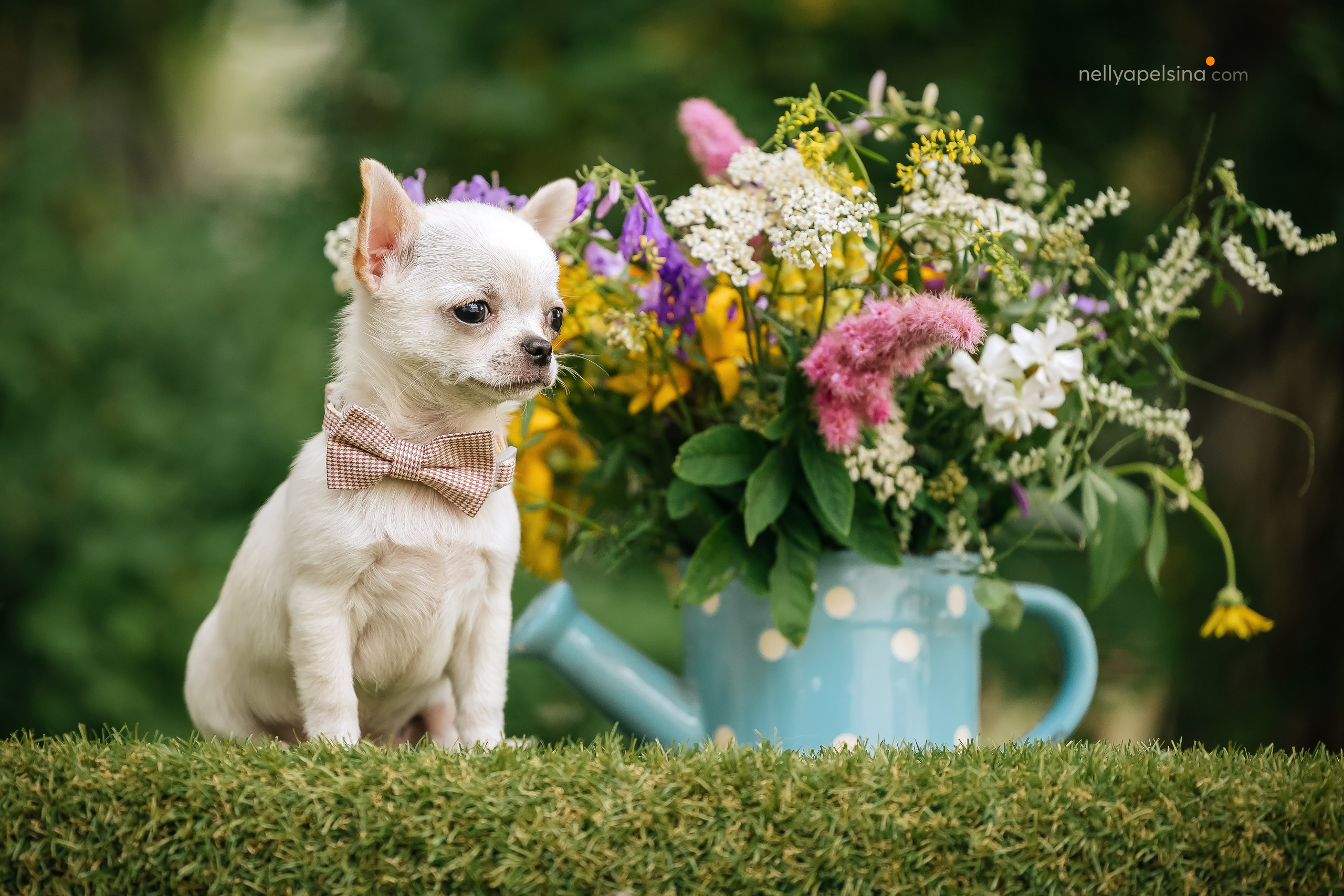 Юлия, Марсель и Маркиз. Фотограф Нелли Самойлова