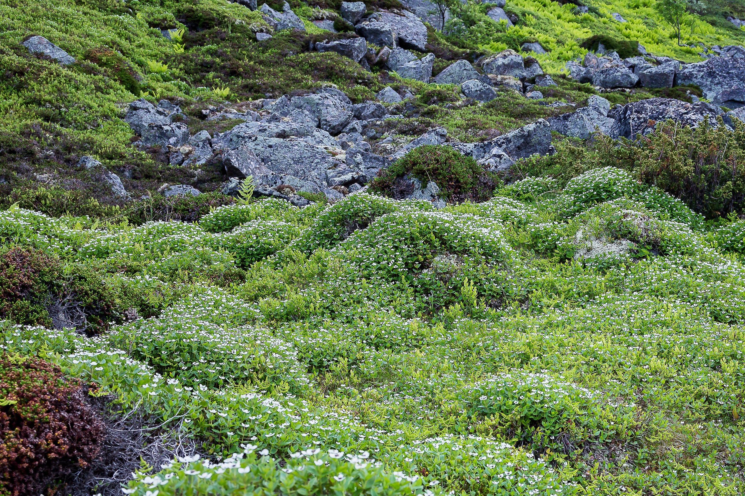 Териберка. Пейзажи Крайнего Севера. Баренцево море, Рыбачий, Средний, Немецкий