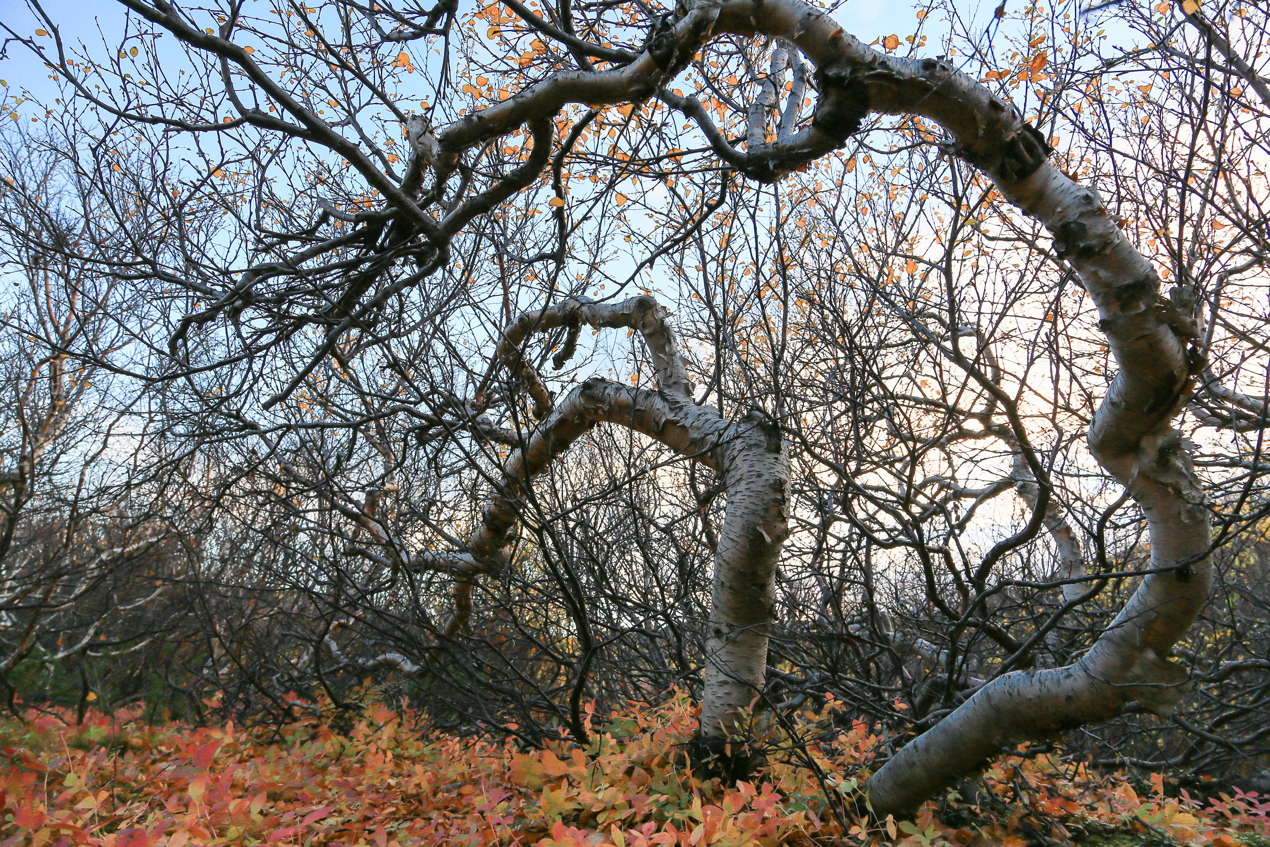 Мир растений. Пейзажи Крайнего Севера. Баренцево море, Рыбачий, Средний, Немецкий