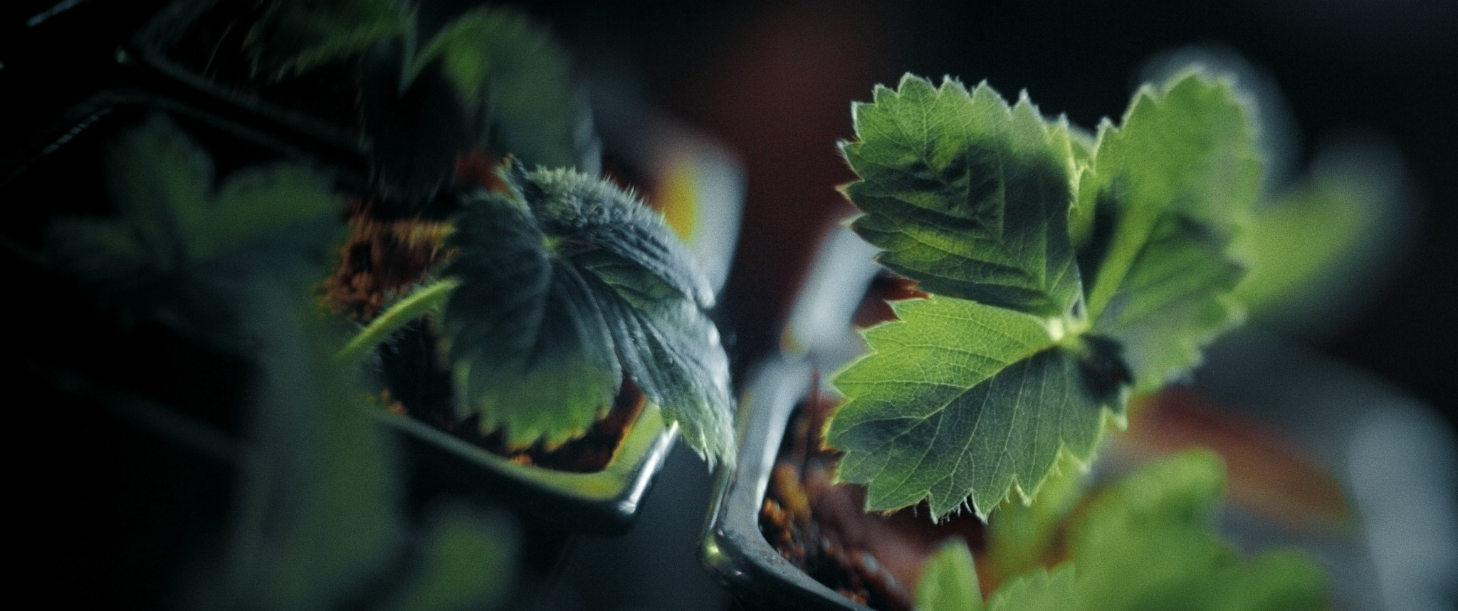 Короткий метр Марс. Цветокоррекция кино, рекламы и клипов. В Алматы и по всему миру. Юрий Косяков