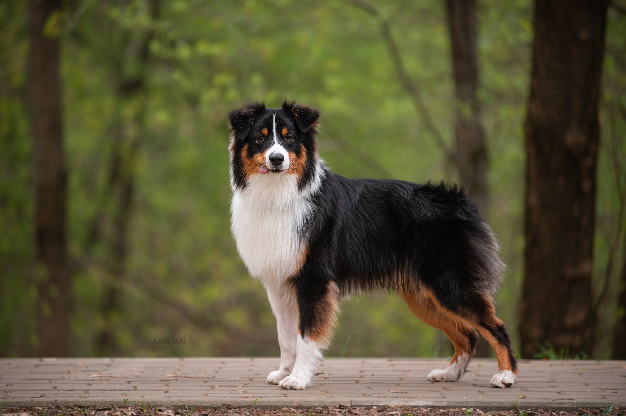 Рем. BLGKV питомник собак