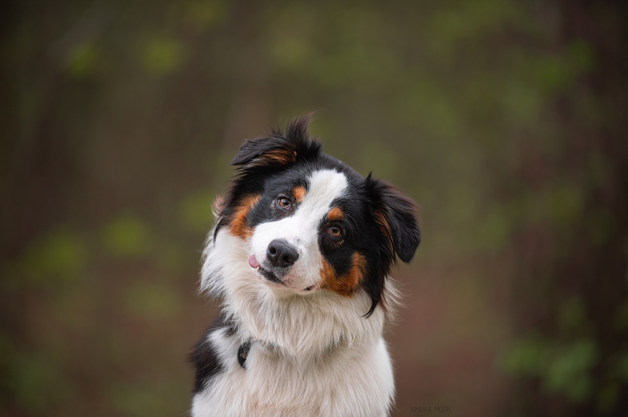 Рави. BLGKV питомник собак