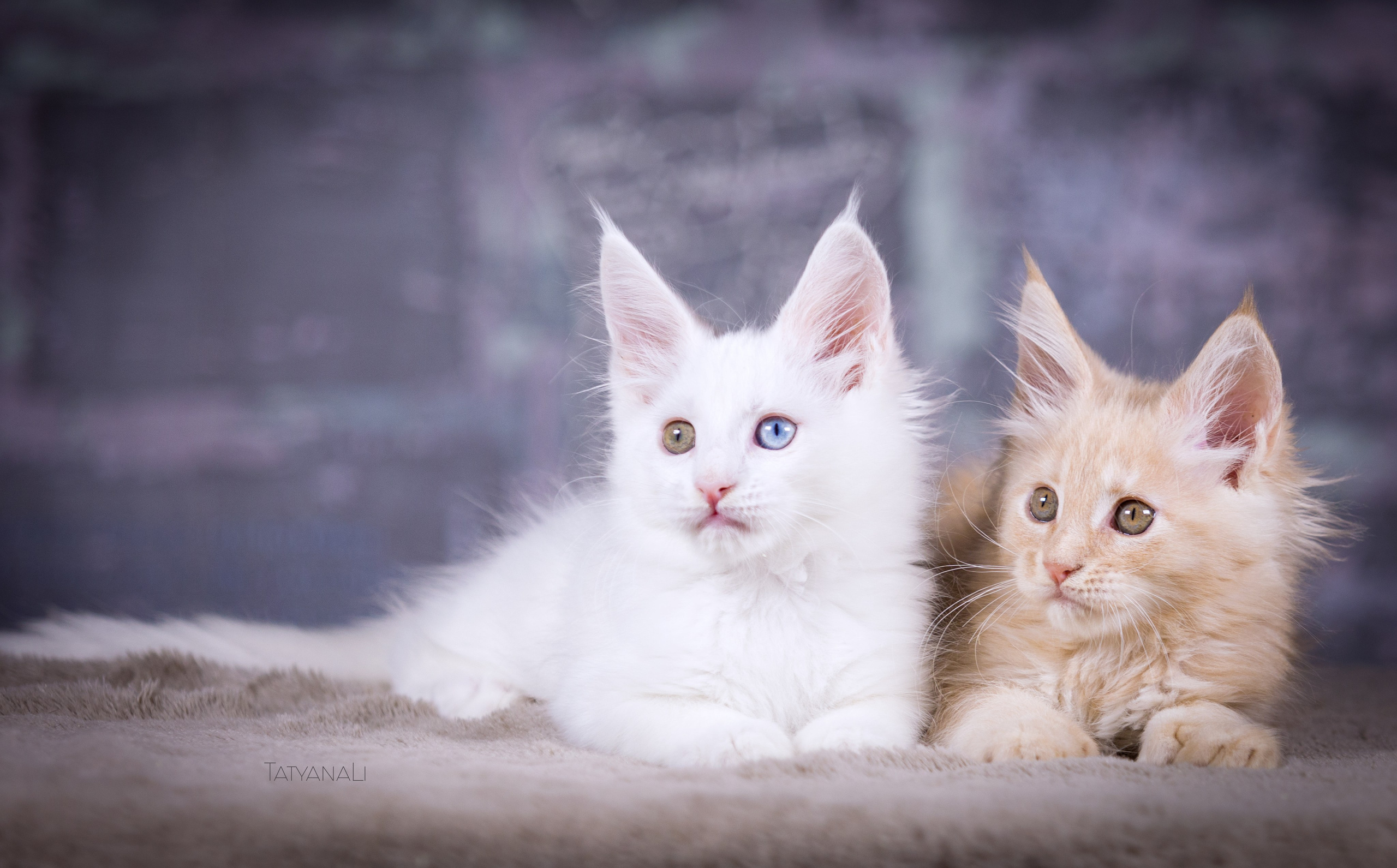 Котята. Фотограф — анималист Татьяна Ли