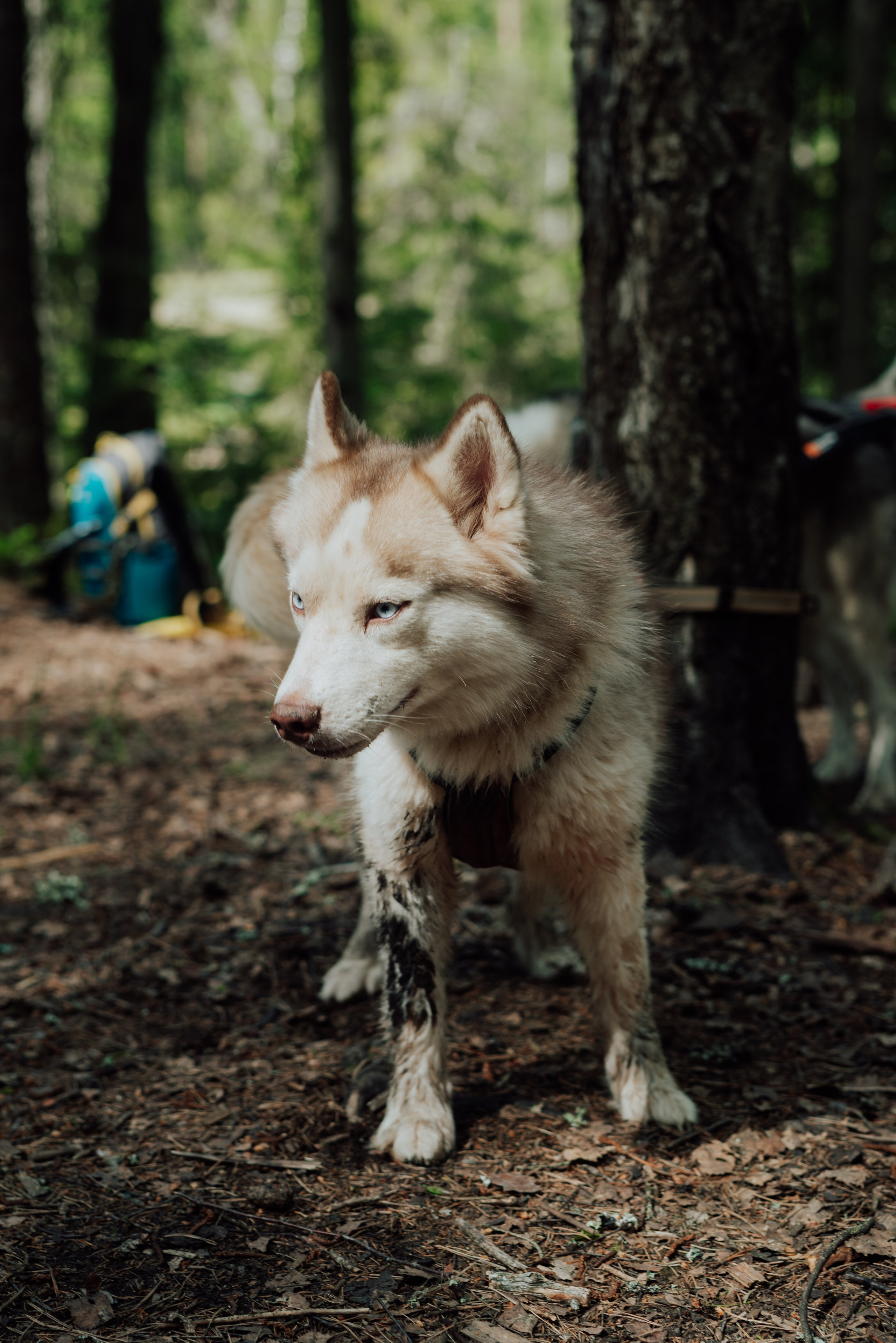 Догтрекинг. Фотограф в Санкт-Петербурге и Ленинградской области