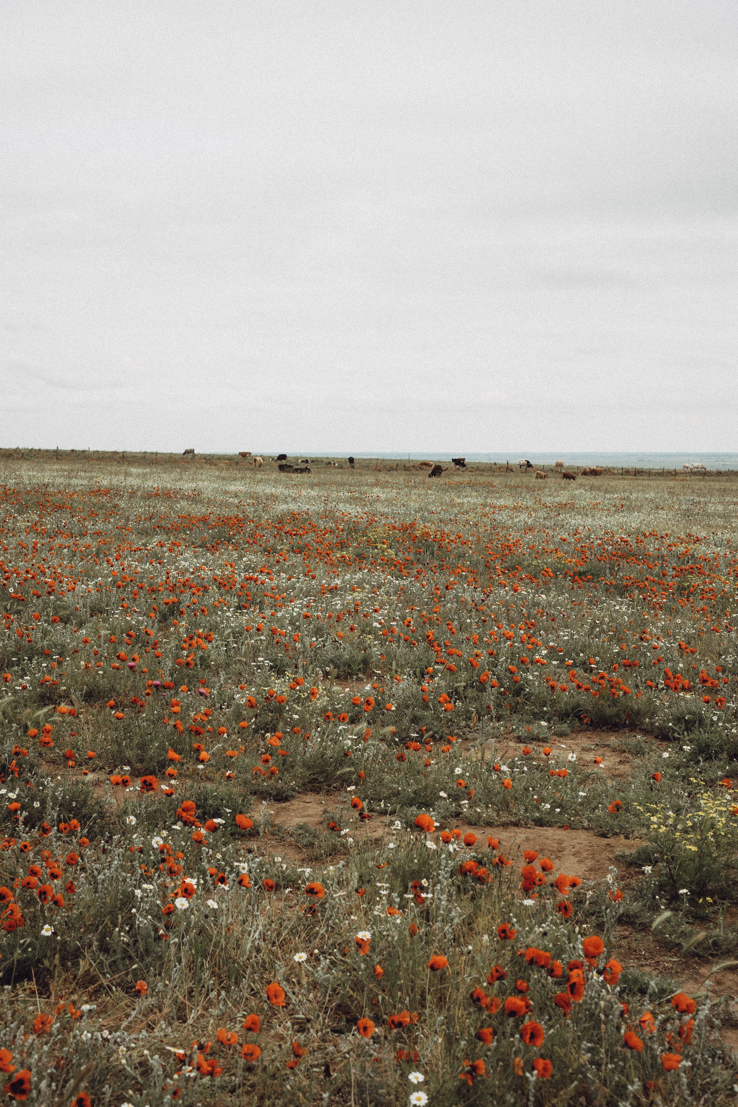 Кавказ. Профессиональный фотограф, Санкт-Петербург — Виктория Богомолова