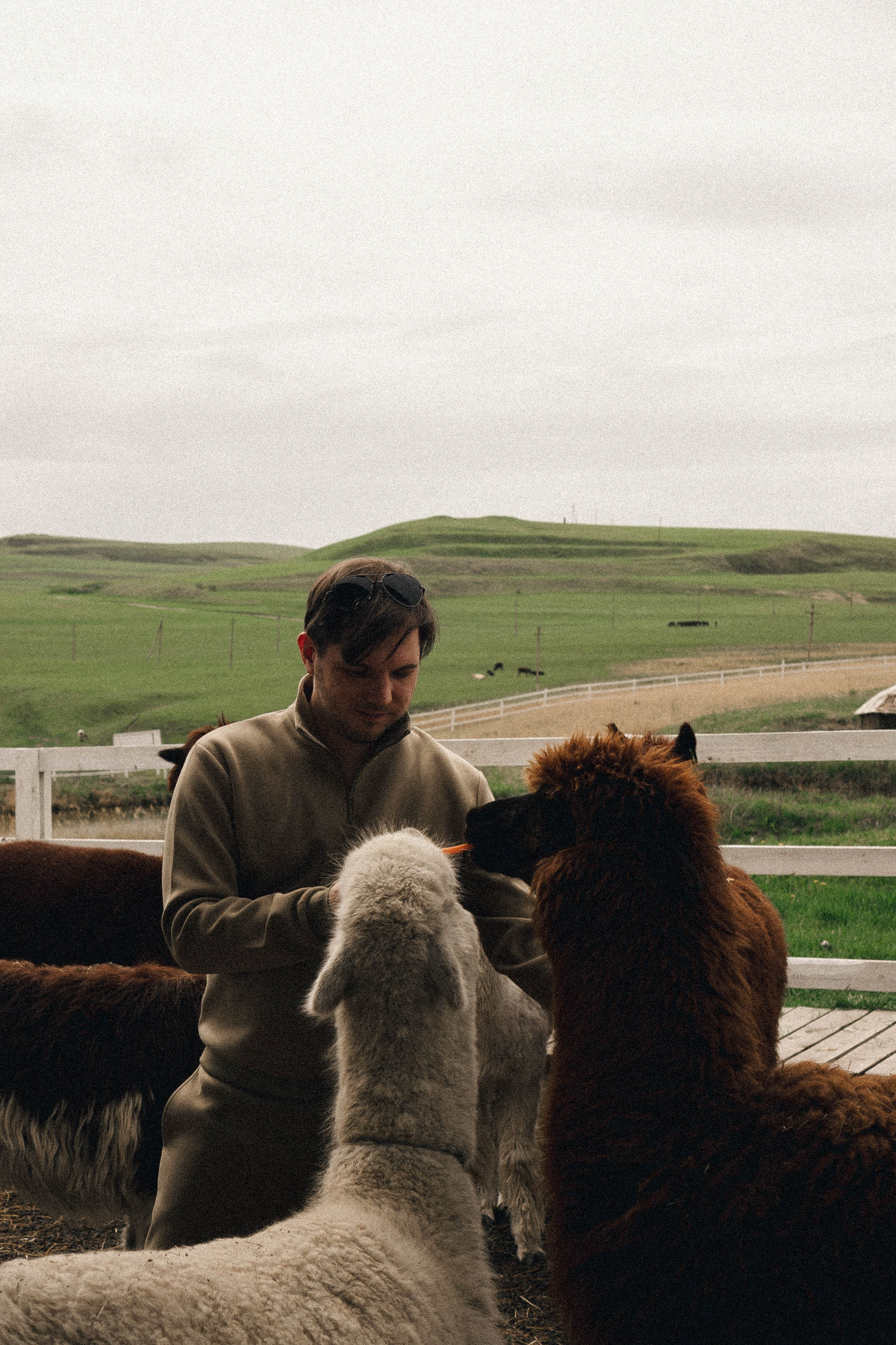 Ферма Альпак. Профессиональный фотограф, Санкт-Петербург — Виктория Богомолова