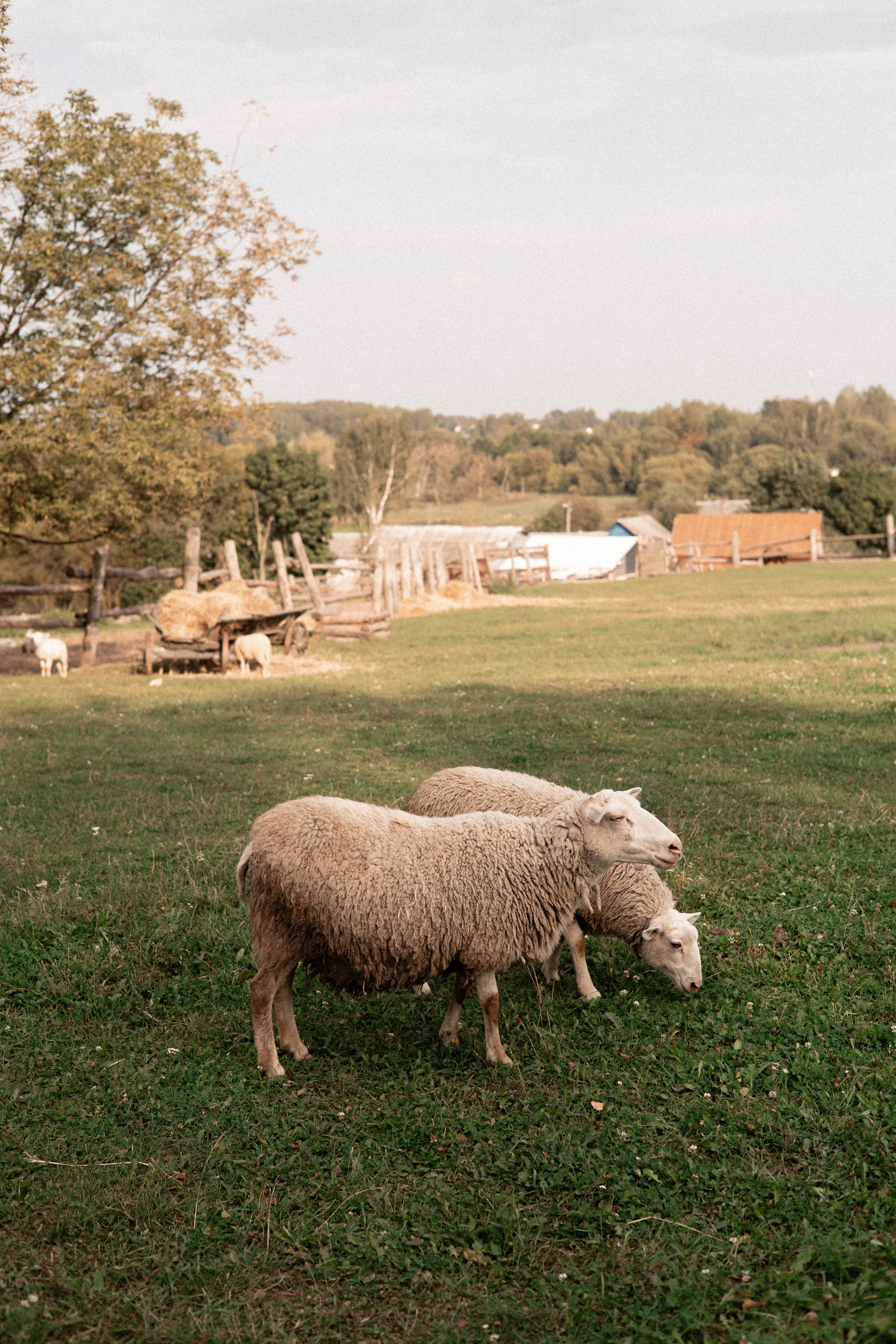 Давид, Настя и Дима. Свадебный и портретный фотограф Соломко Диана
