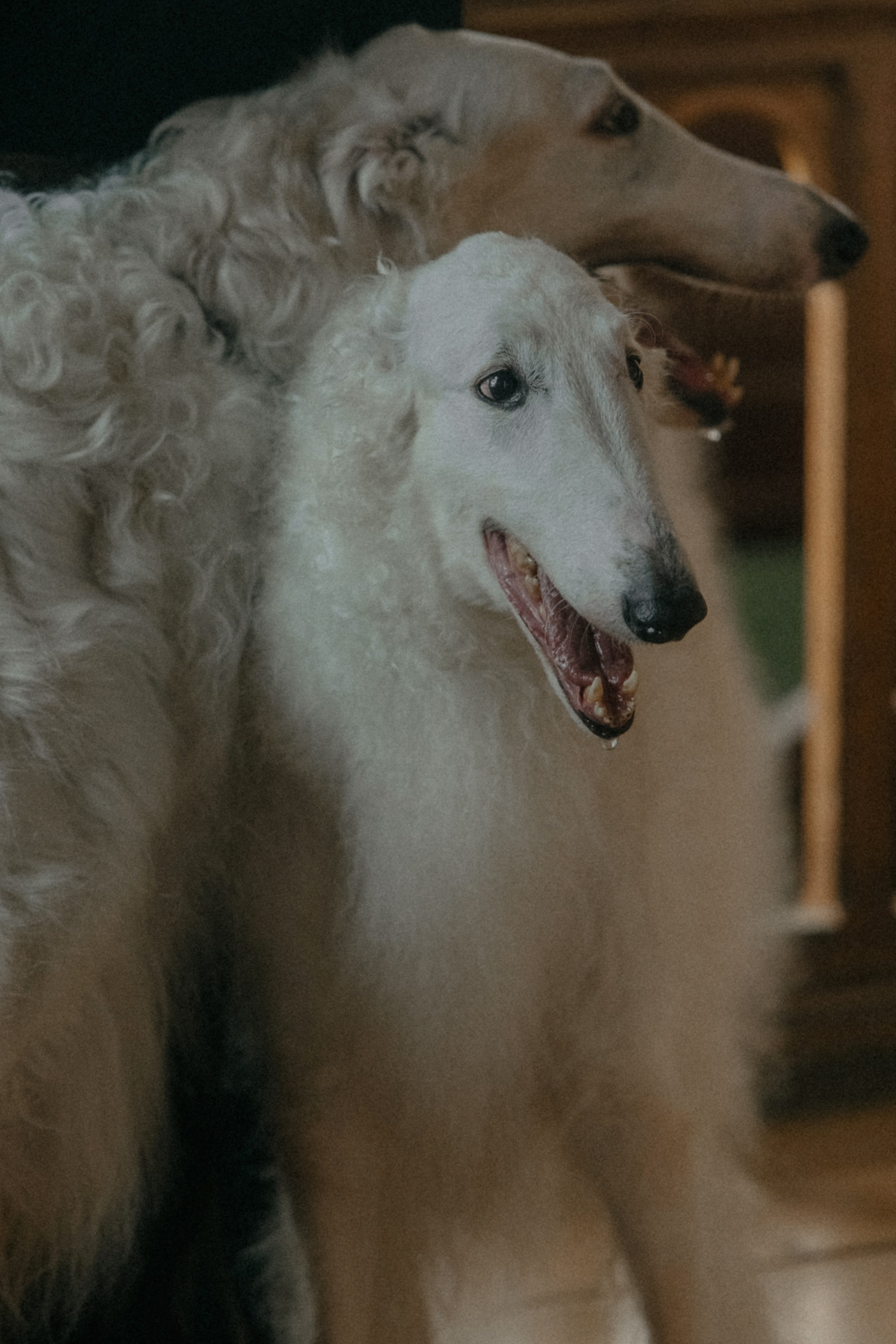 Свадебная фотосъемка в Середниково. Свадебный фотограф Москва