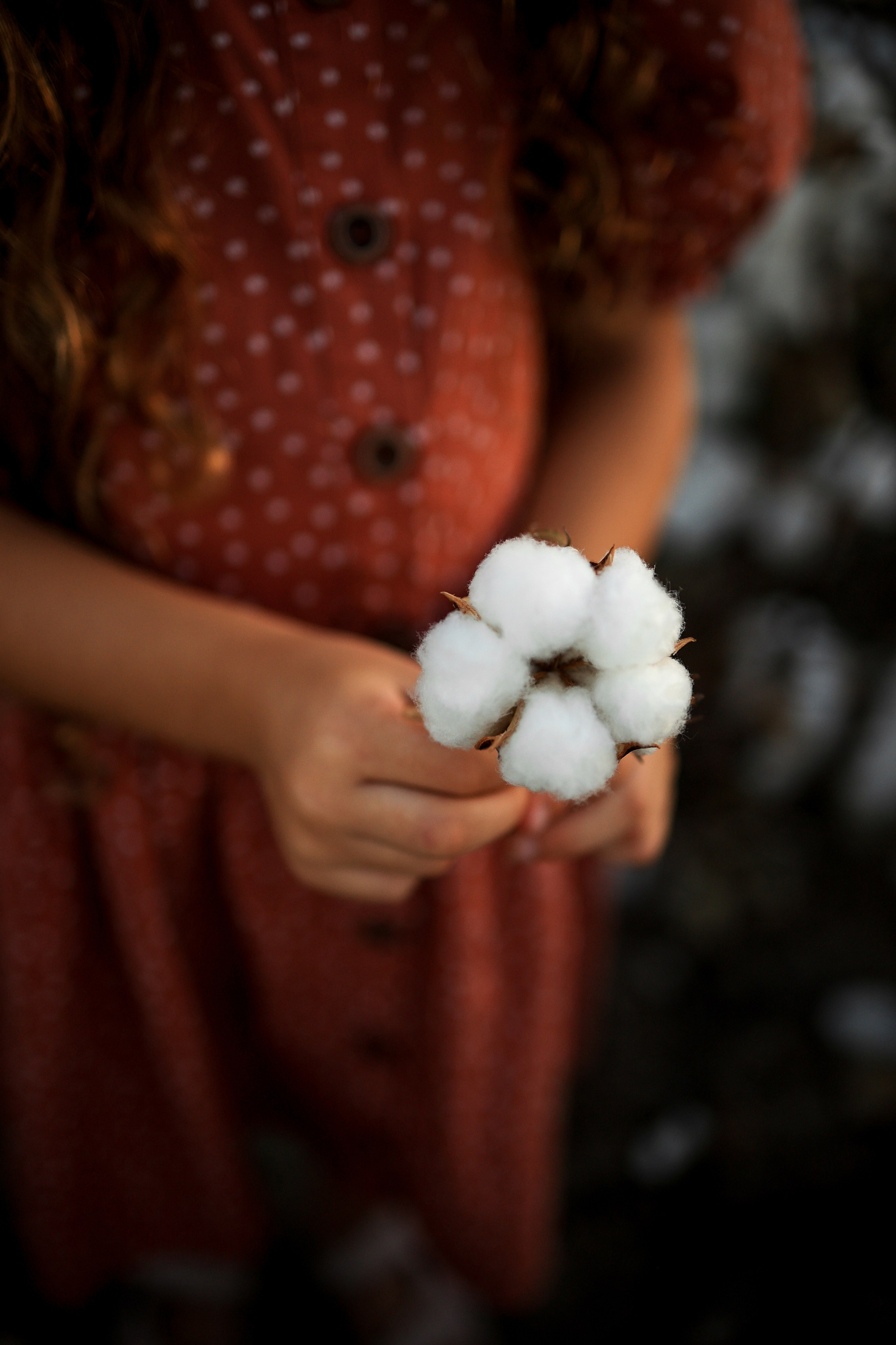 Photoshooting on cotton field