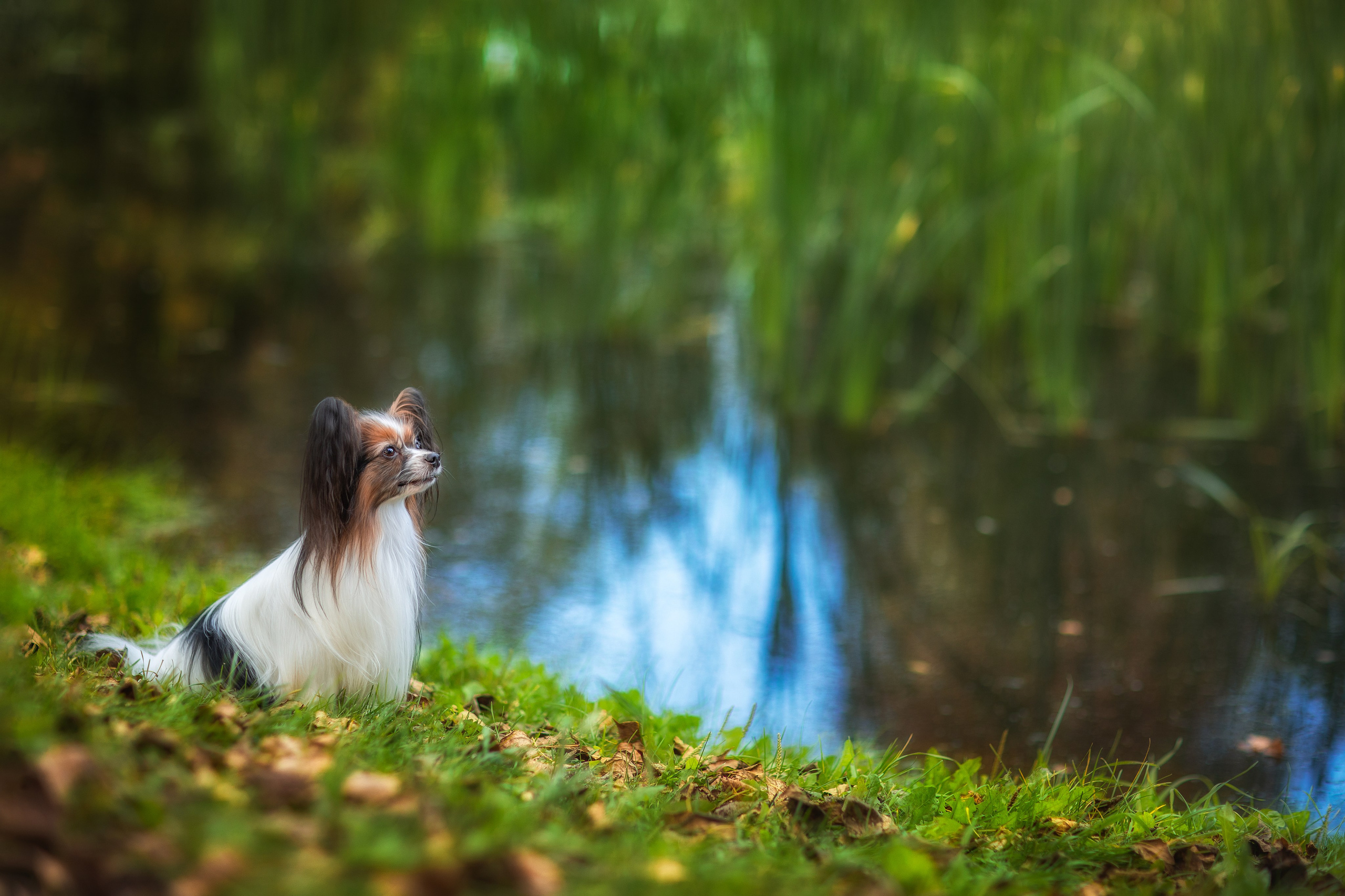 Фотограф для Вашей собаки