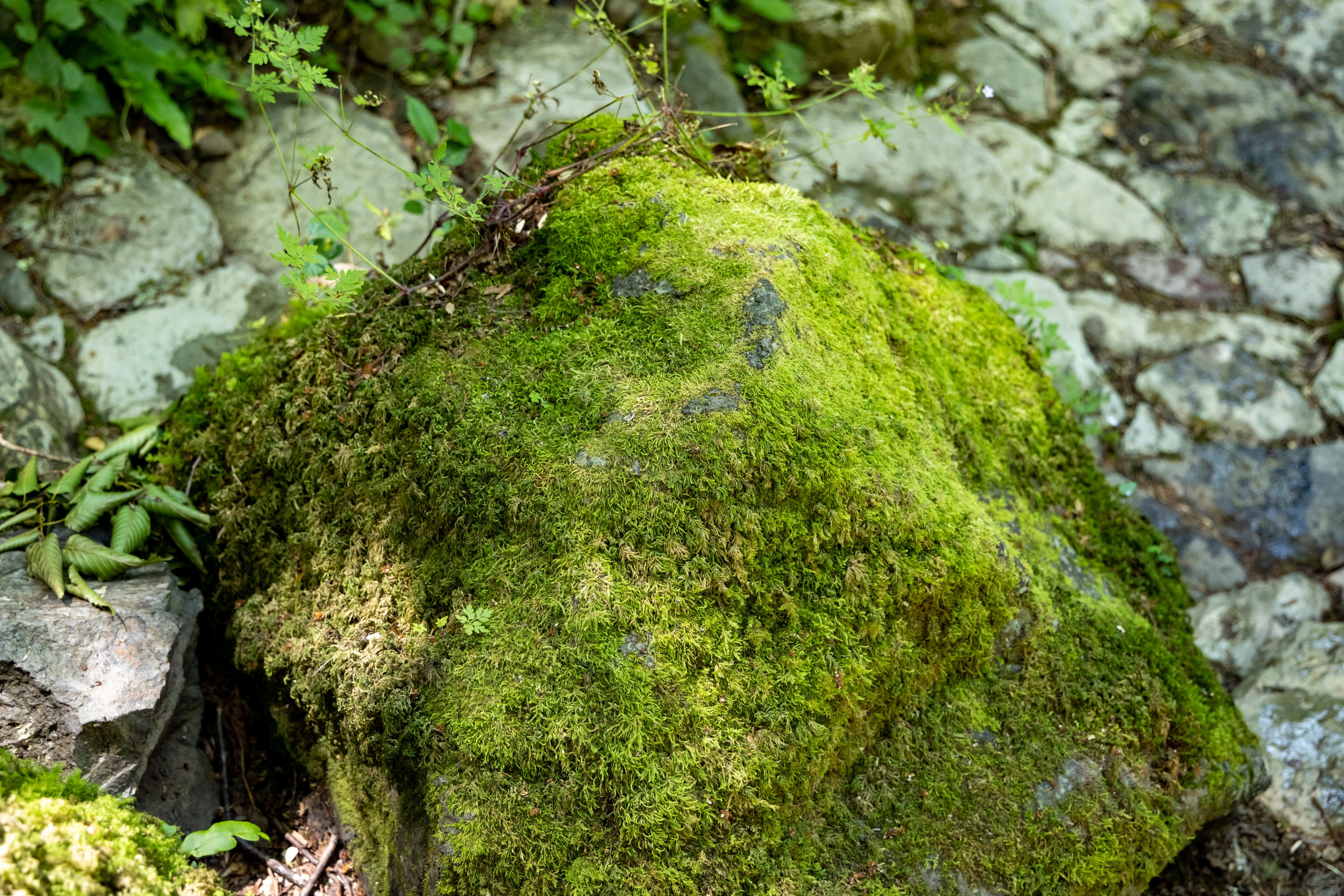 Сочи. Солох Аул. Репортажный, семейный и студийный фотограф в Москве Демин Алексей