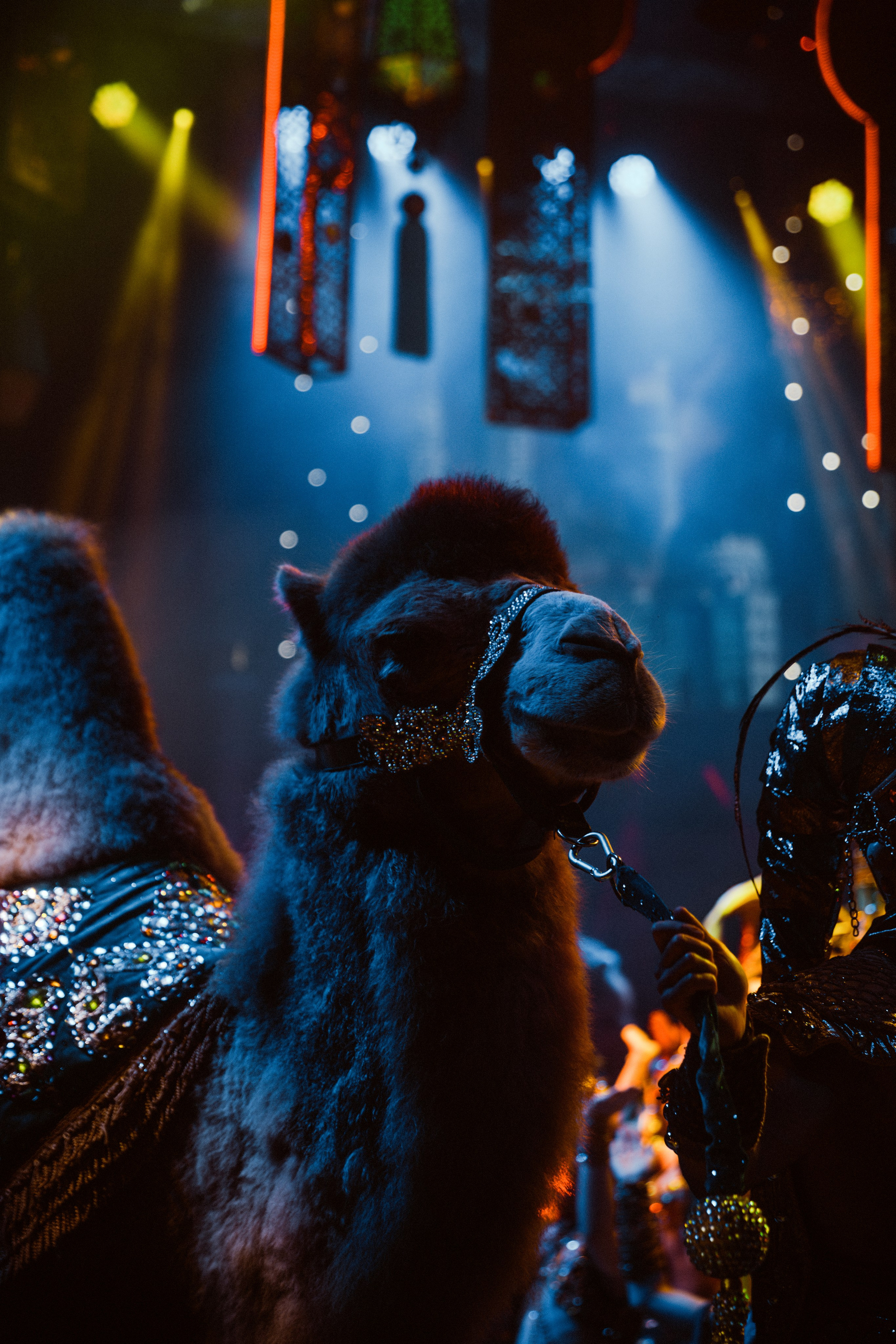 КОНЦЕРТЫ И ШОУ. Фотограф Владивосток Ян Паклин