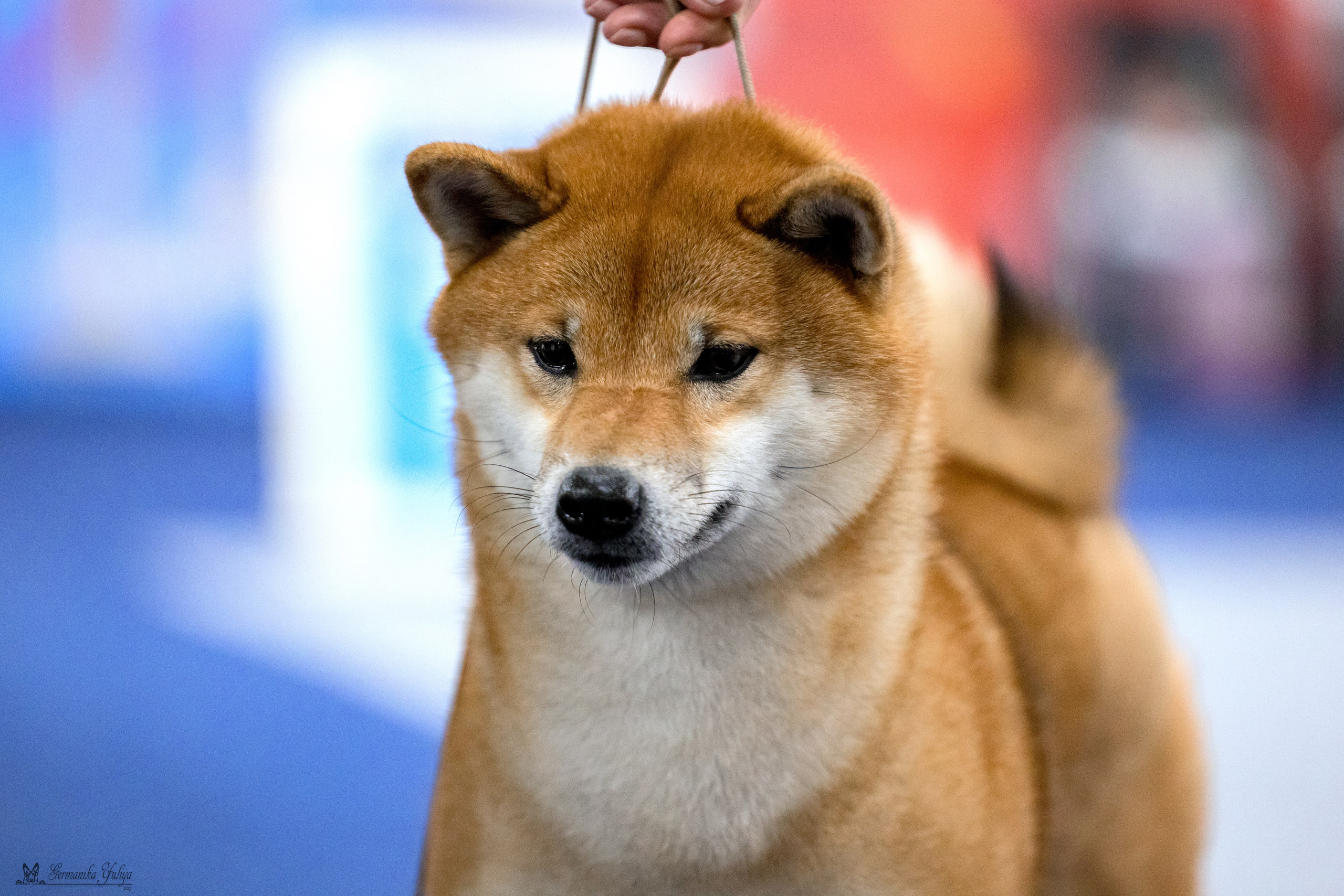 Сфера 29.10,Крокус 4.11,Сфера 12.11.2023. Фотограф-анималист Юлия Германика