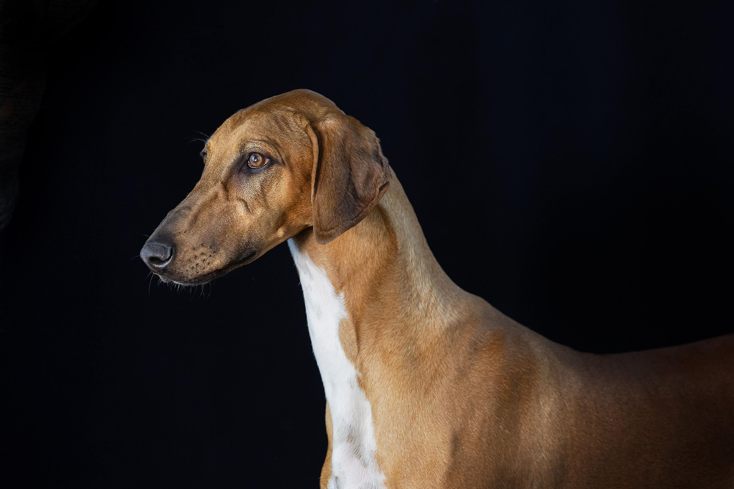 Фотосъемка Собак. Фотограф Анималист Наталья Корс Екатеринбург