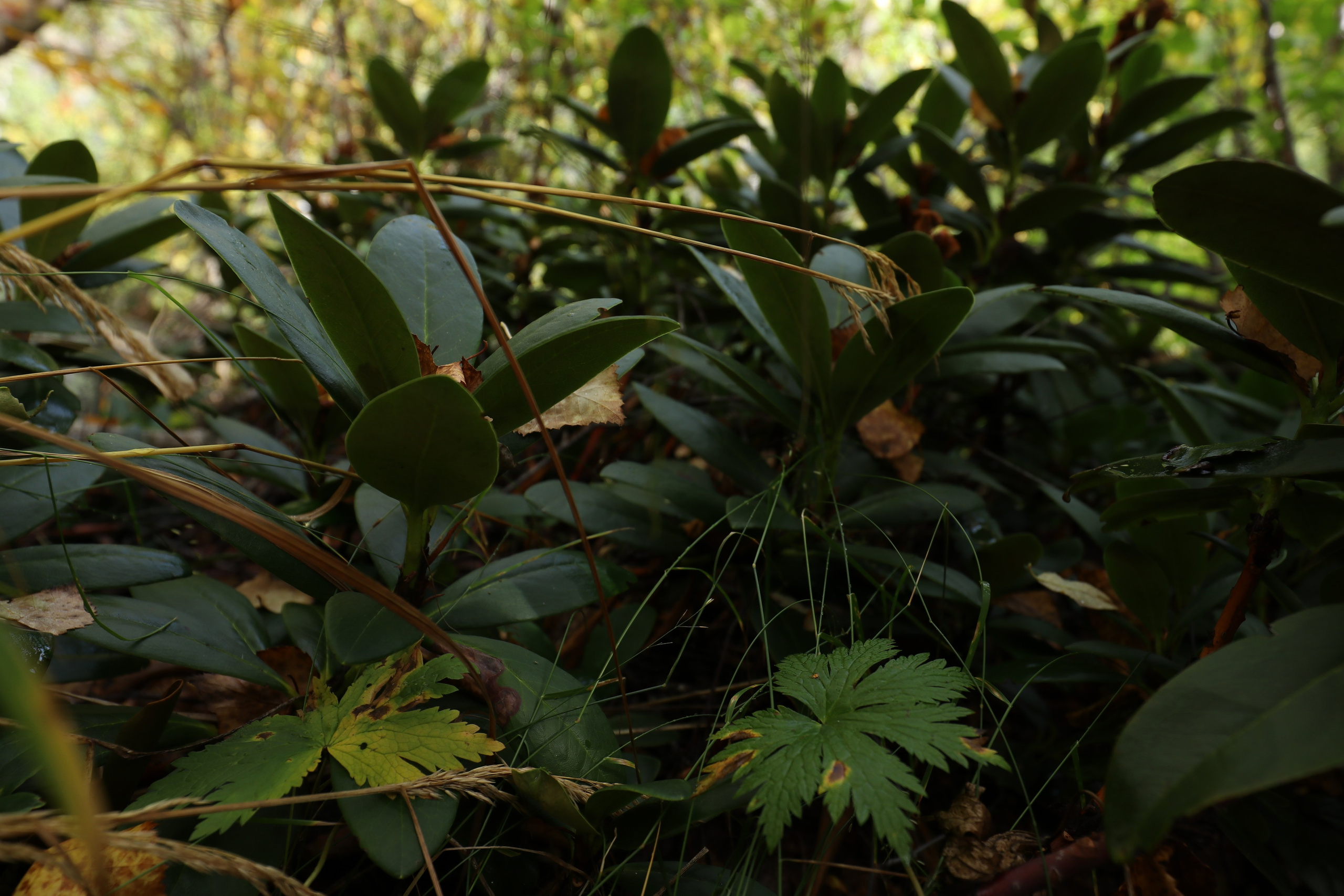 Приэльбрусье. Сентябрь 2024. Путешественник-фотограф из Санкт-Петербурга Татьяна Свистулина