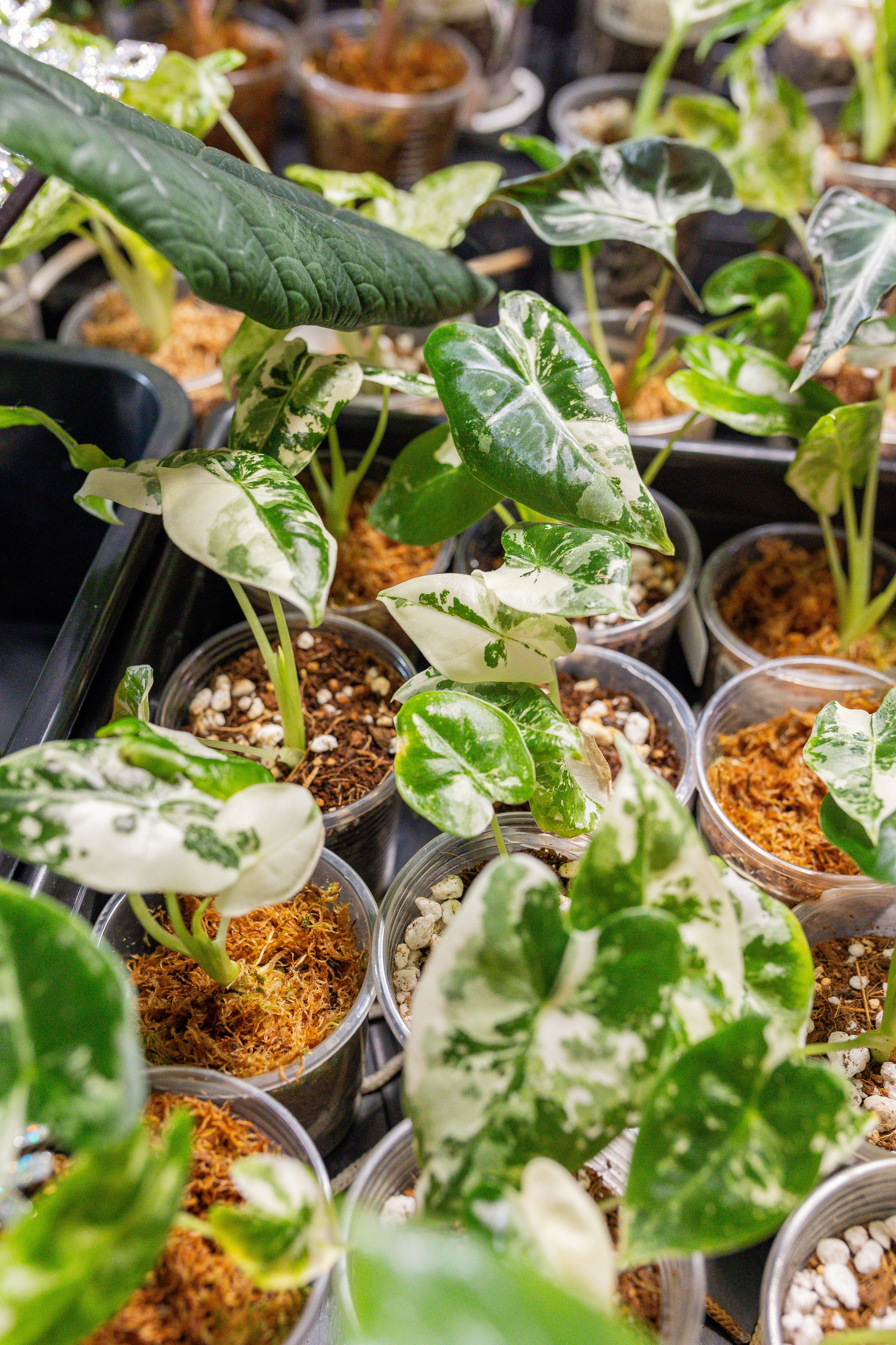 Growbox декабрь 2025. Александра Куликова фотограф, Москва