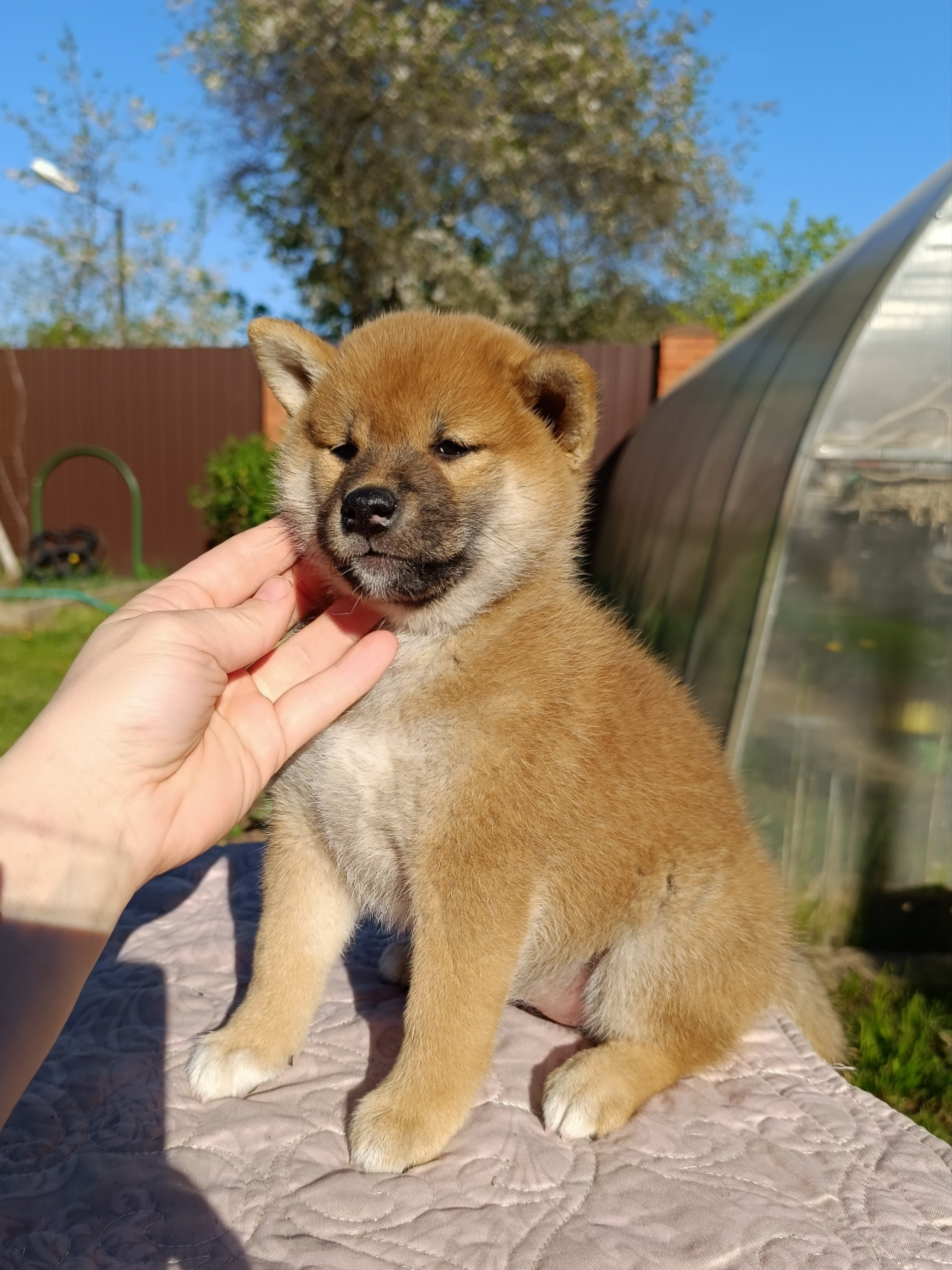 сиба питомник Рубилайт щенки на продажу rubylight  сиба щенки купить СПб Санкт-Петербург