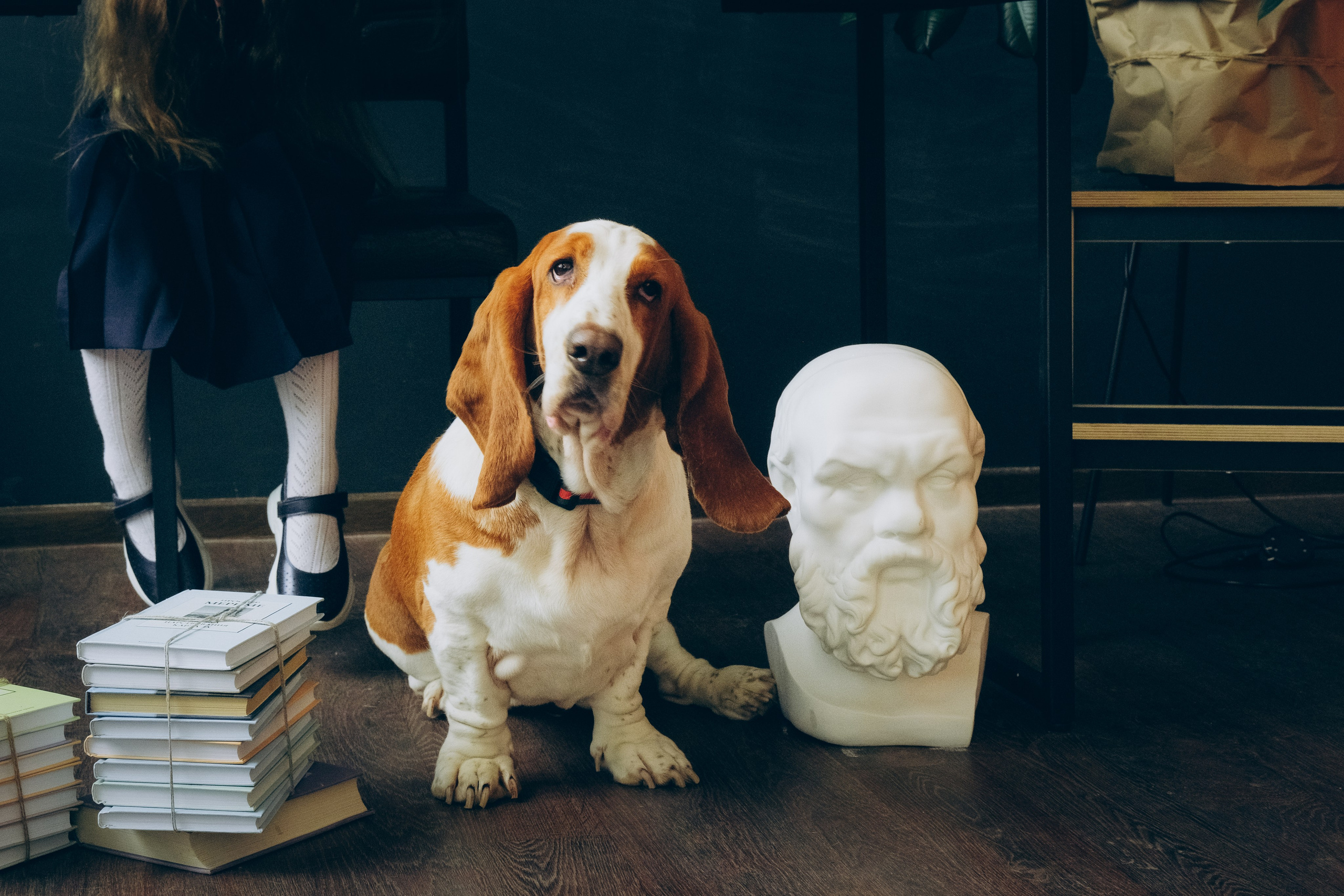 Съемка животных, собак, щенков, фото помета, портрет питомцев. Портретный и семейный фотограф в Перми Лена Лоза. Портрет для бизнеса