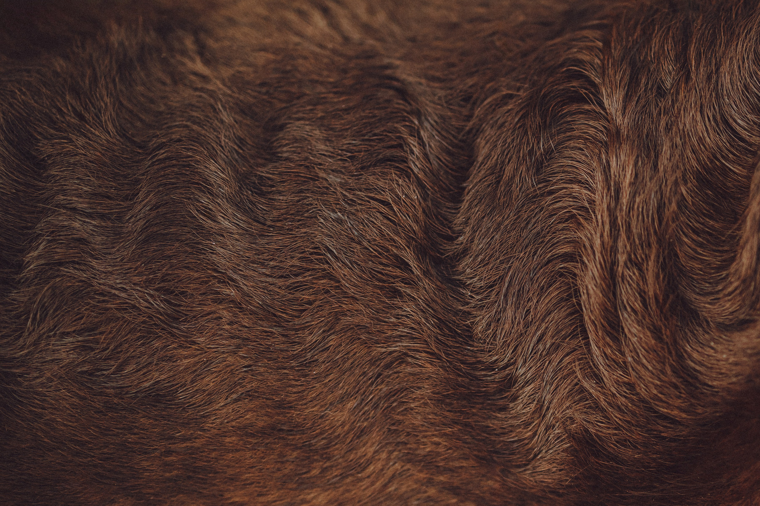 Катя, Ваня и Джеси