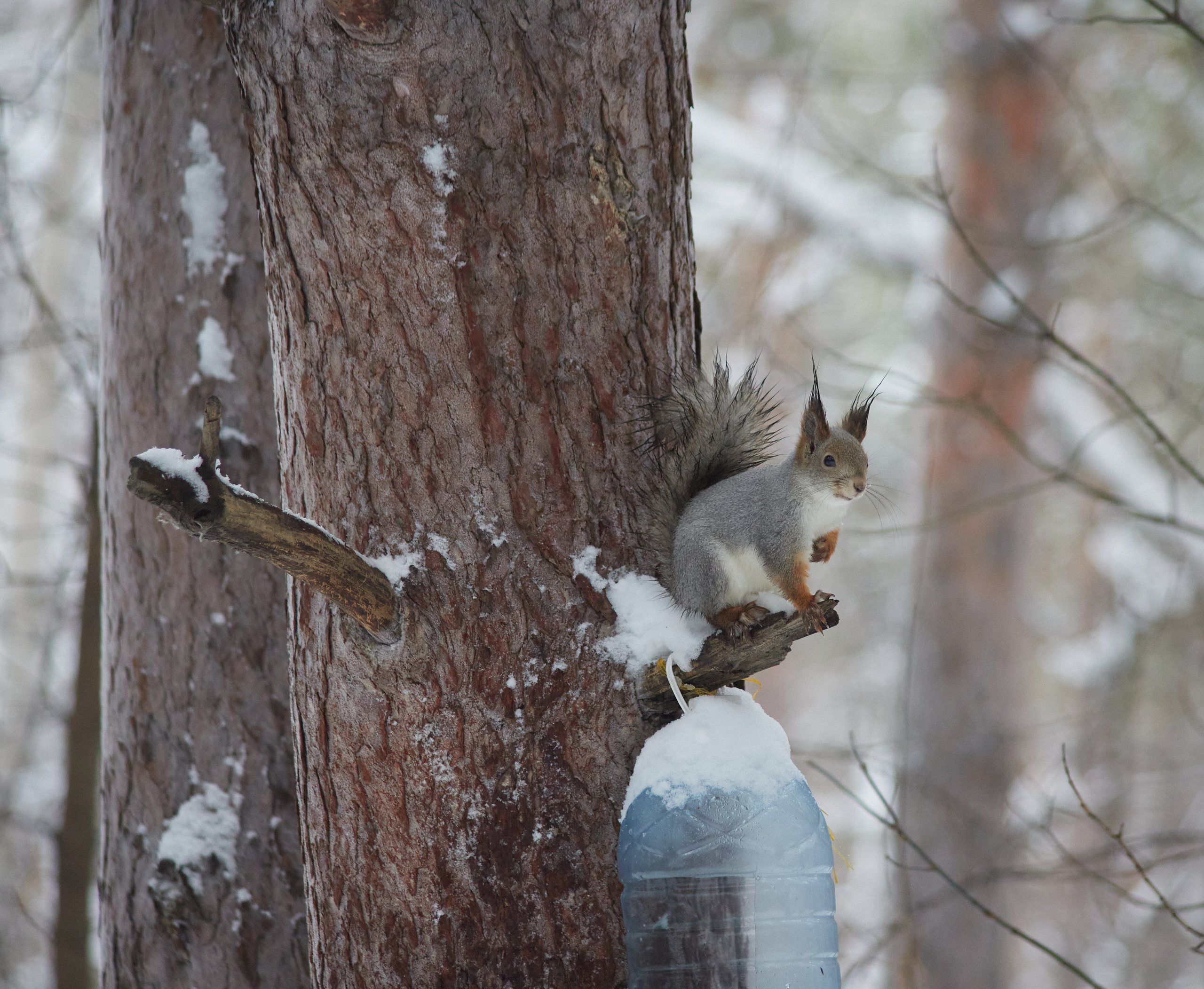 Белочки. Портретный и репортажный фотограф в Тюмени | Соколов Дмитрий