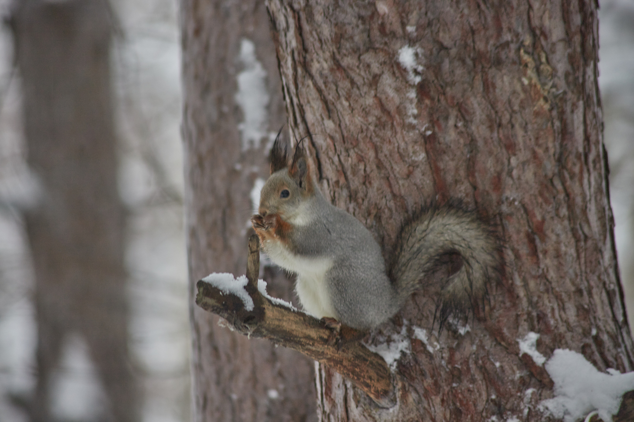 Белочки. Портретный и репортажный фотограф в Тюмени | Соколов Дмитрий