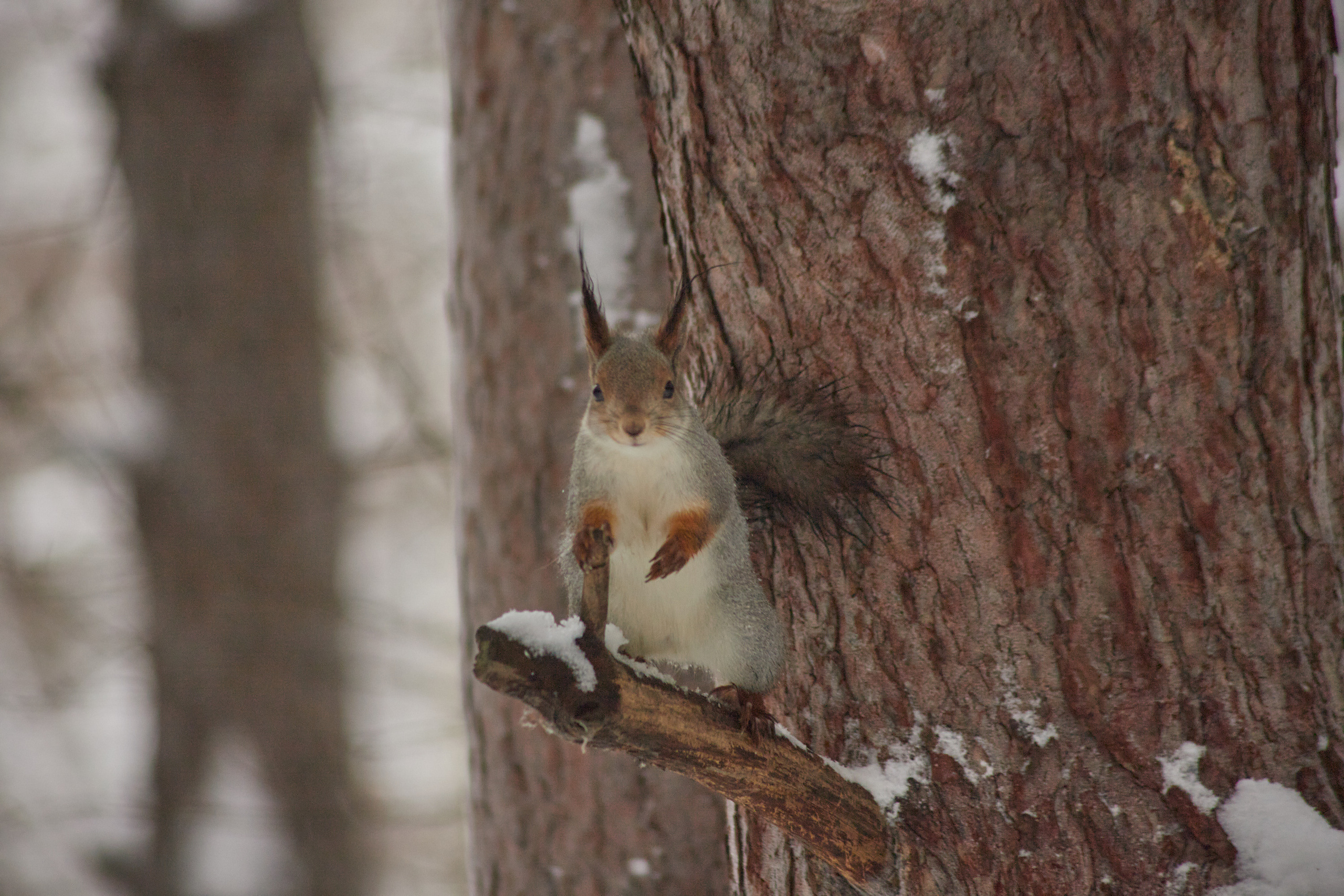 Белочки. Портретный и репортажный фотограф в Тюмени | Соколов Дмитрий