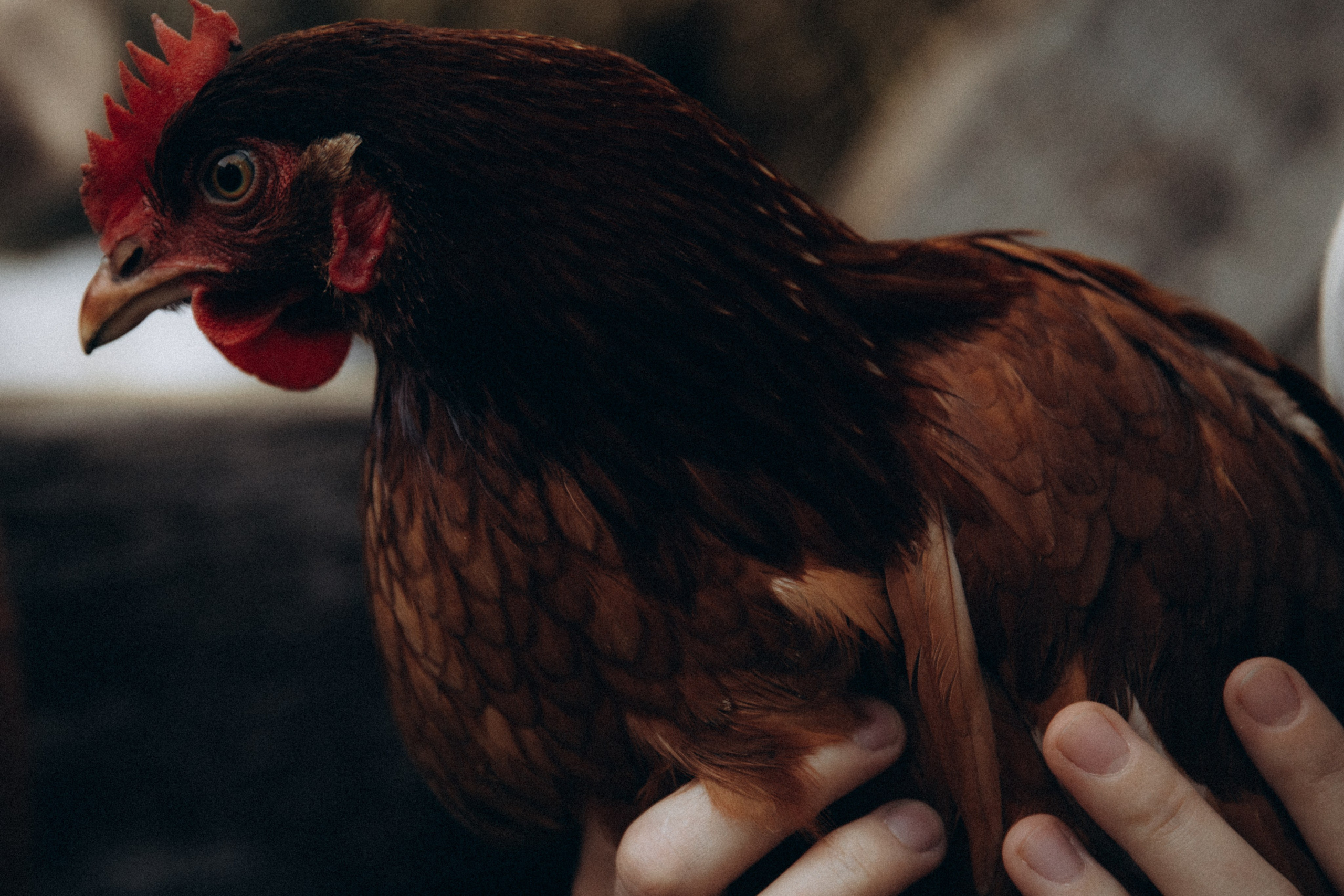 Вечер в саду. Фотограф  Челябинск Варвара Шарапова
