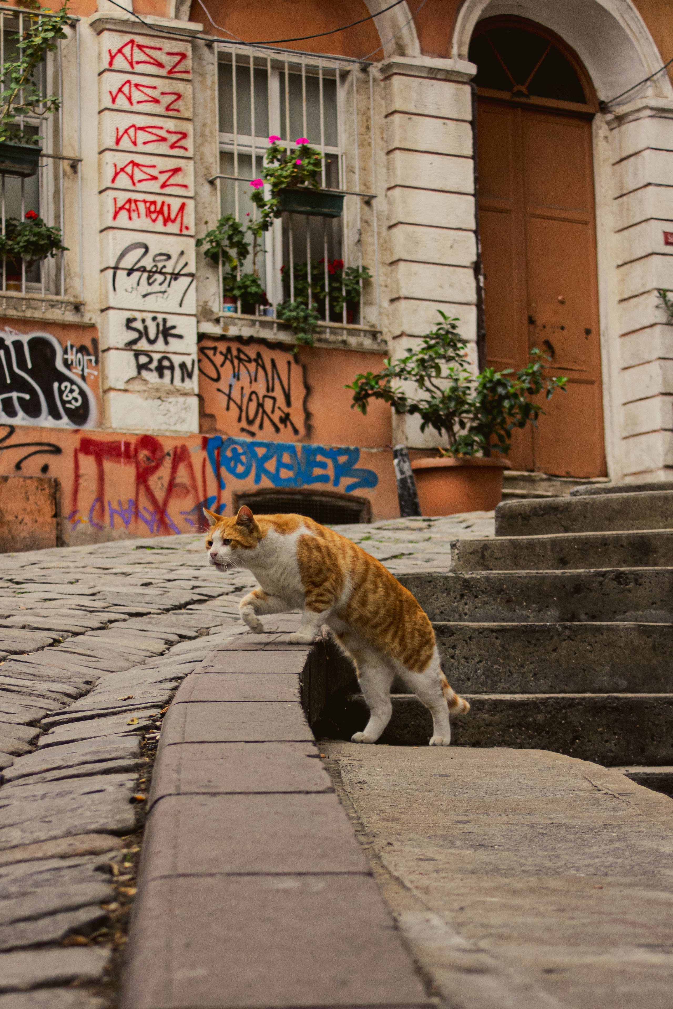 Животные. Фотограф Москва, портрет, стрит, репортаж. Художественная фотосессия