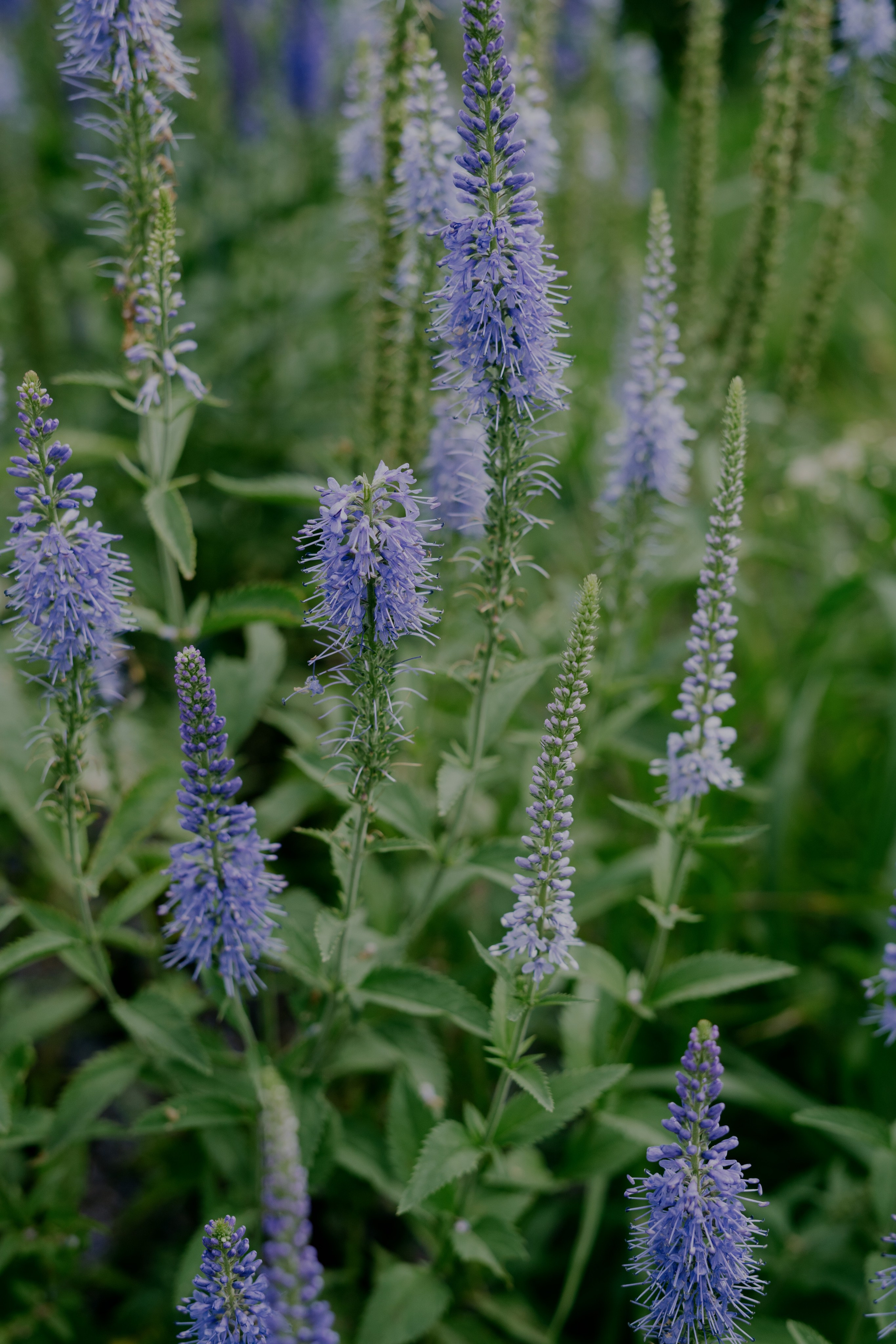 Настя Ринат. Фотограф Томск Новосибирск Елизавета Вахтеева