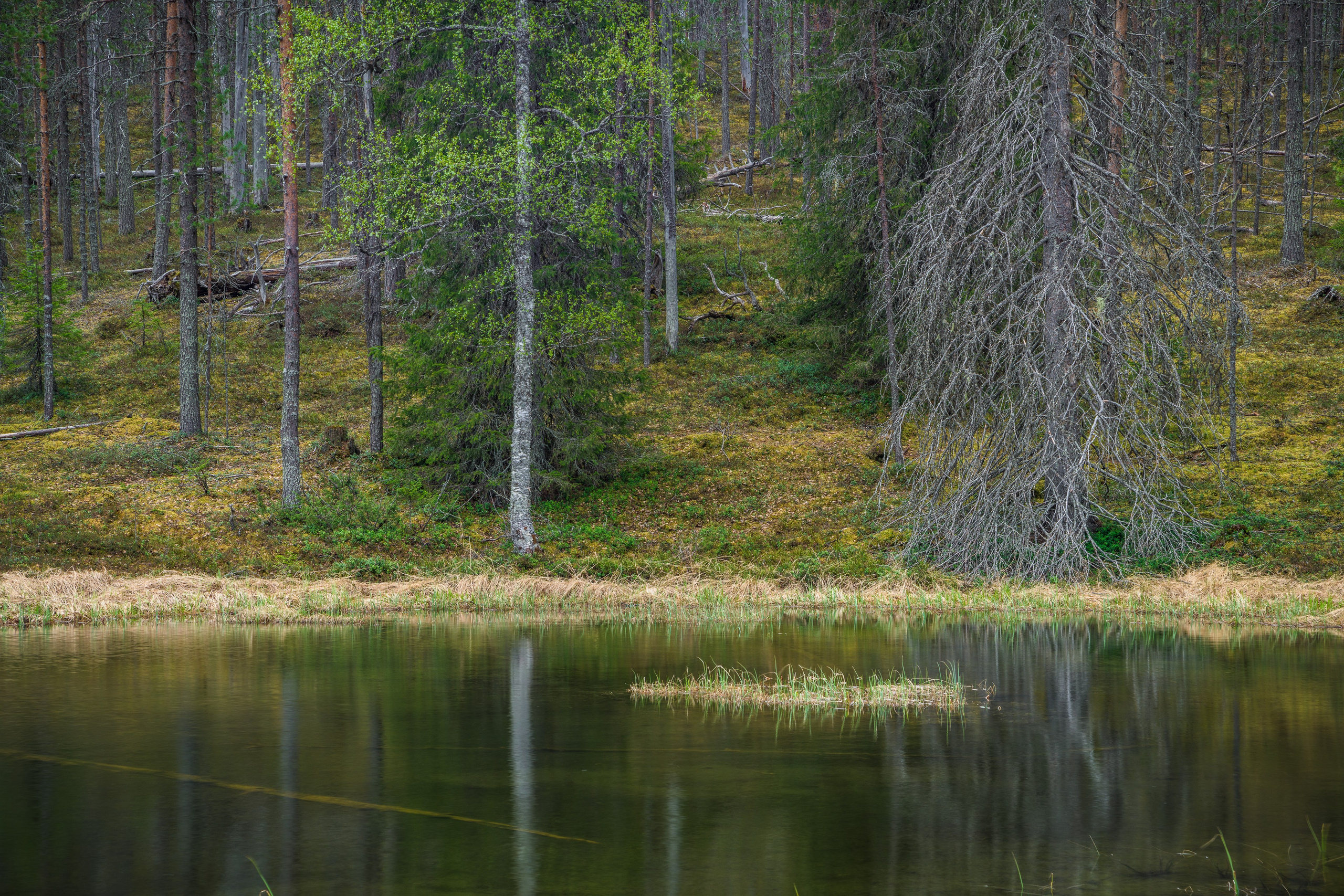 Лето. Северные Ночи