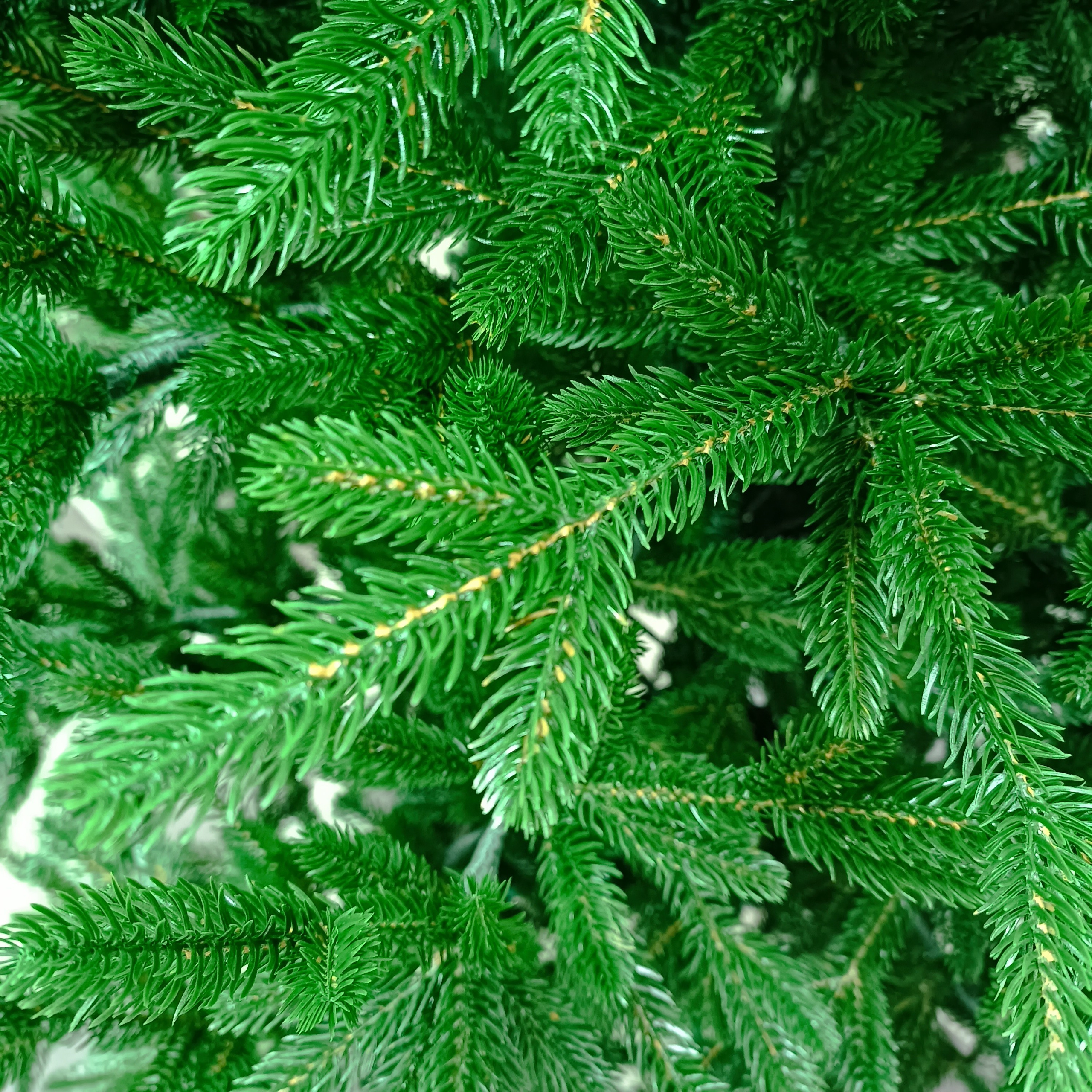 КАВКАЗСКАЯ. Elki_grodno