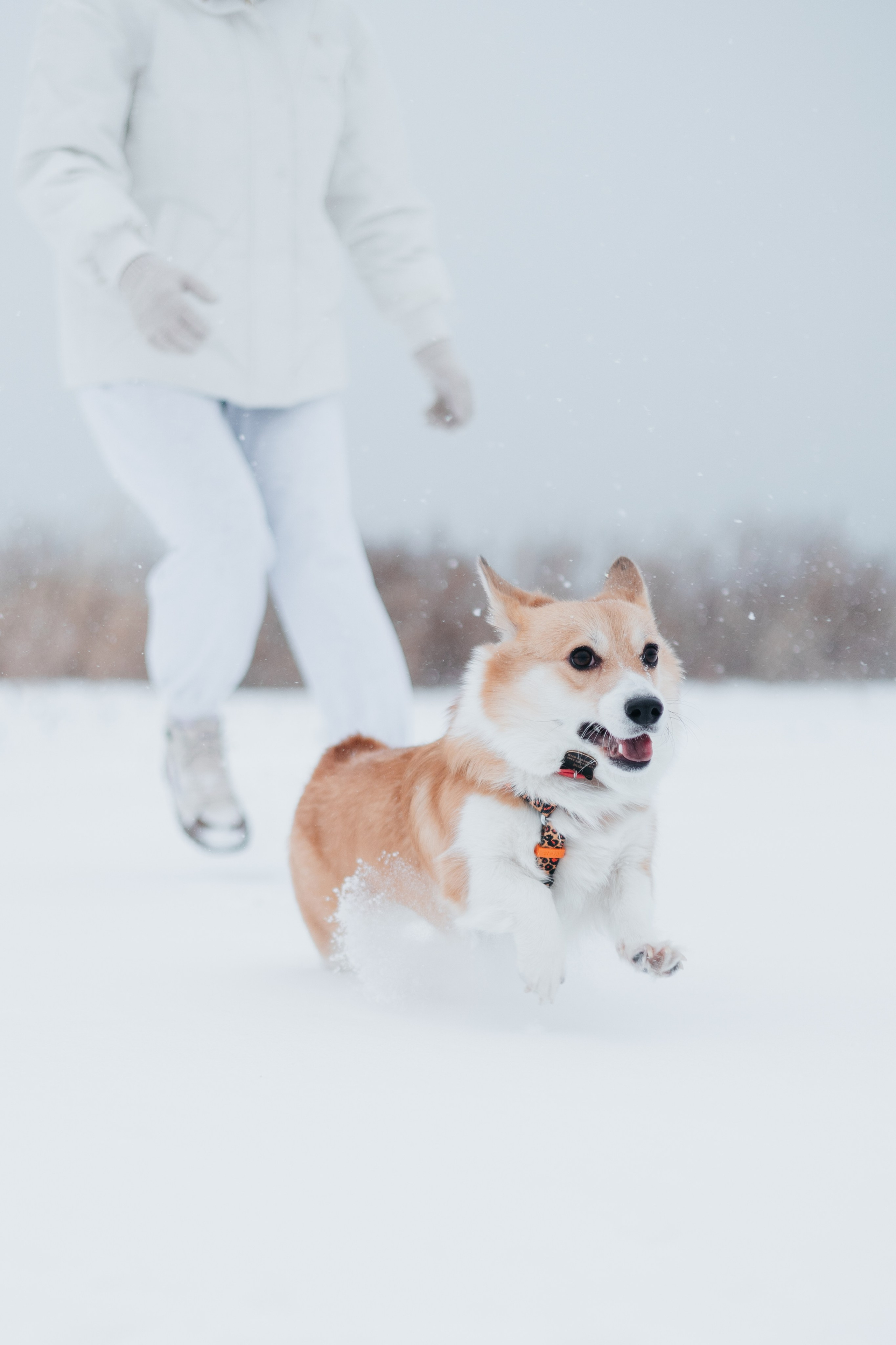 Лена, Лиза и Мия. Фотограф — анималист Владивосток, Алина