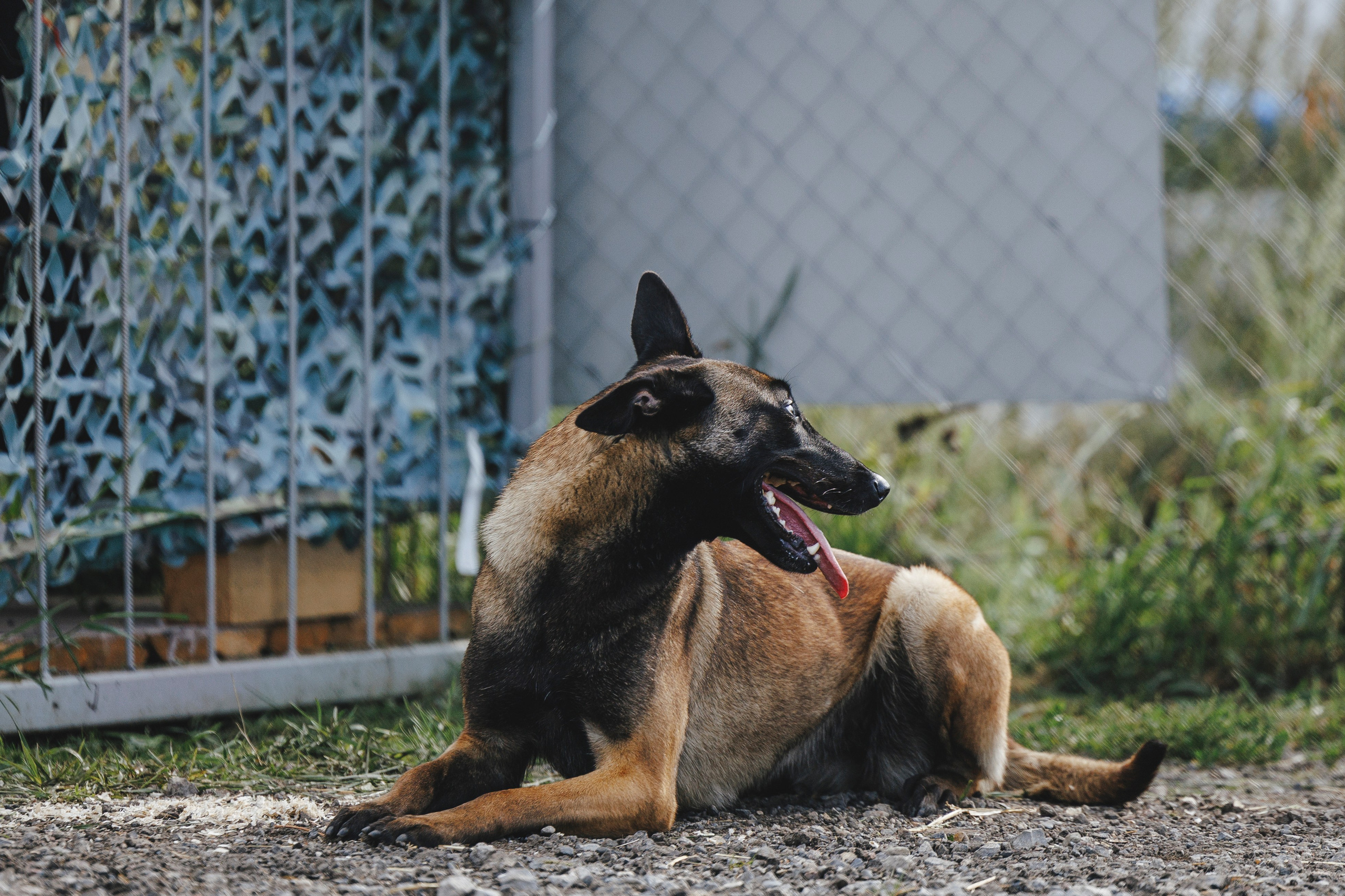 08.08.25-10.08.25 ЧР по мондьорингу г. Вологда. Фотограф-анималист Анна Маринич