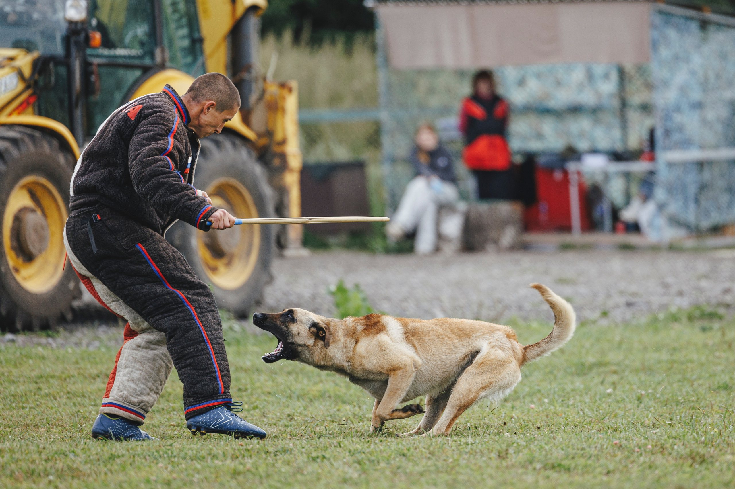 08.08.25-10.08.25 ЧР по мондьорингу г. Вологда. Фотограф-анималист Анна Маринич