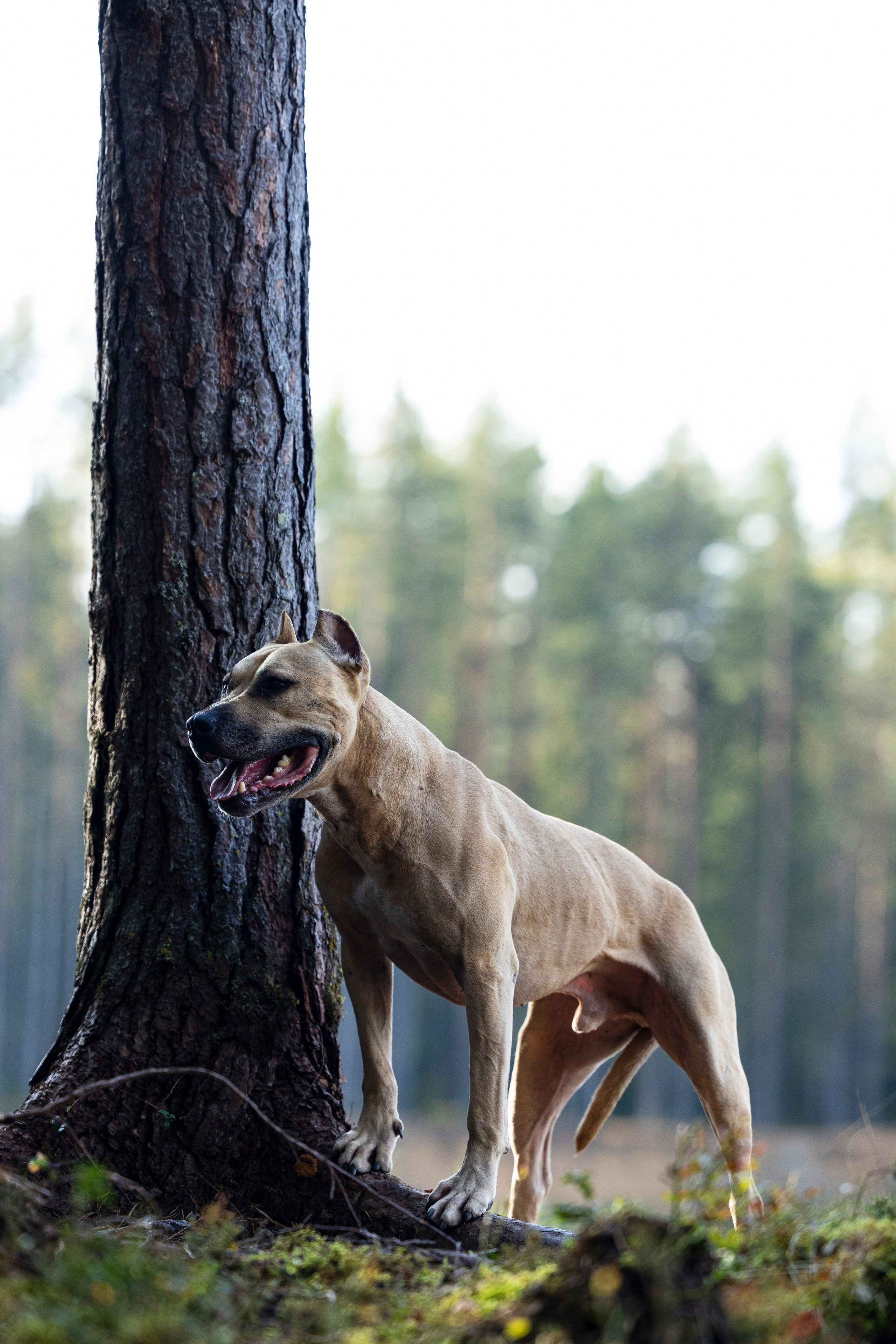 Фобос. Фотограф-анималист Анна Маринич