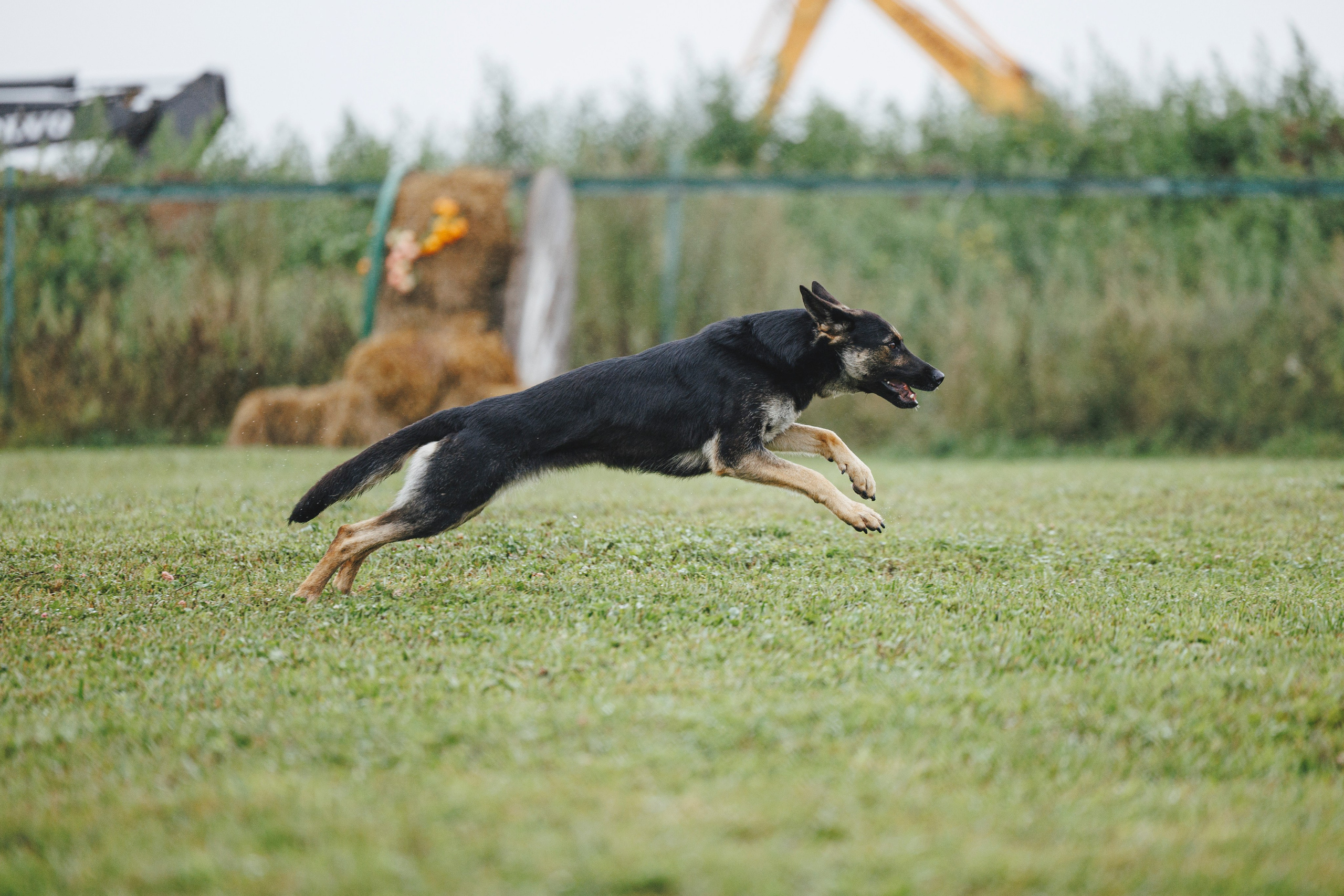 08.08.25-10.08.25 ЧР по мондьорингу г. Вологда. Фотограф-анималист Анна Маринич