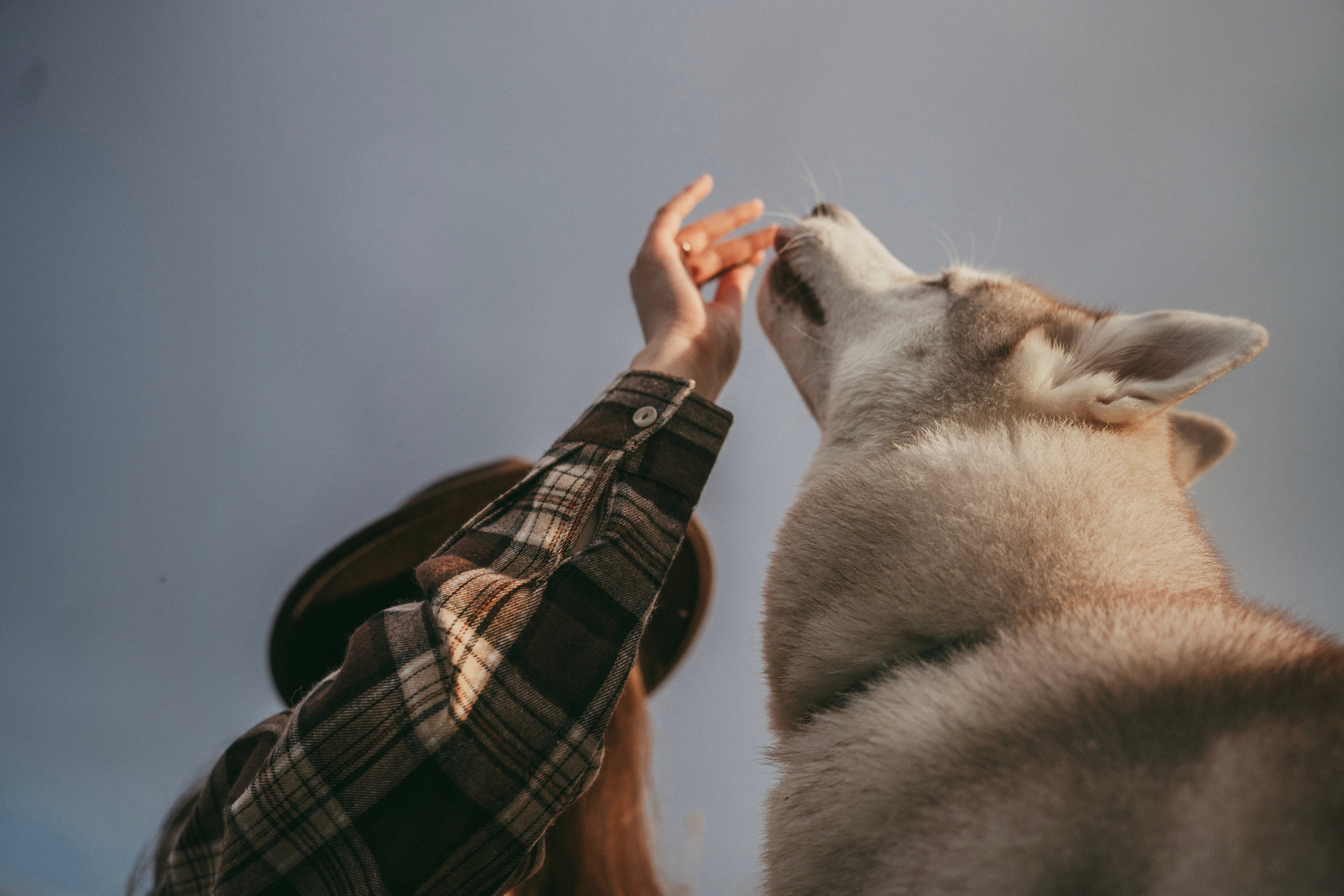 Мария и Джесси. Фотограф анималист в Москве и Санкт-Петербурге Свиридова Анна