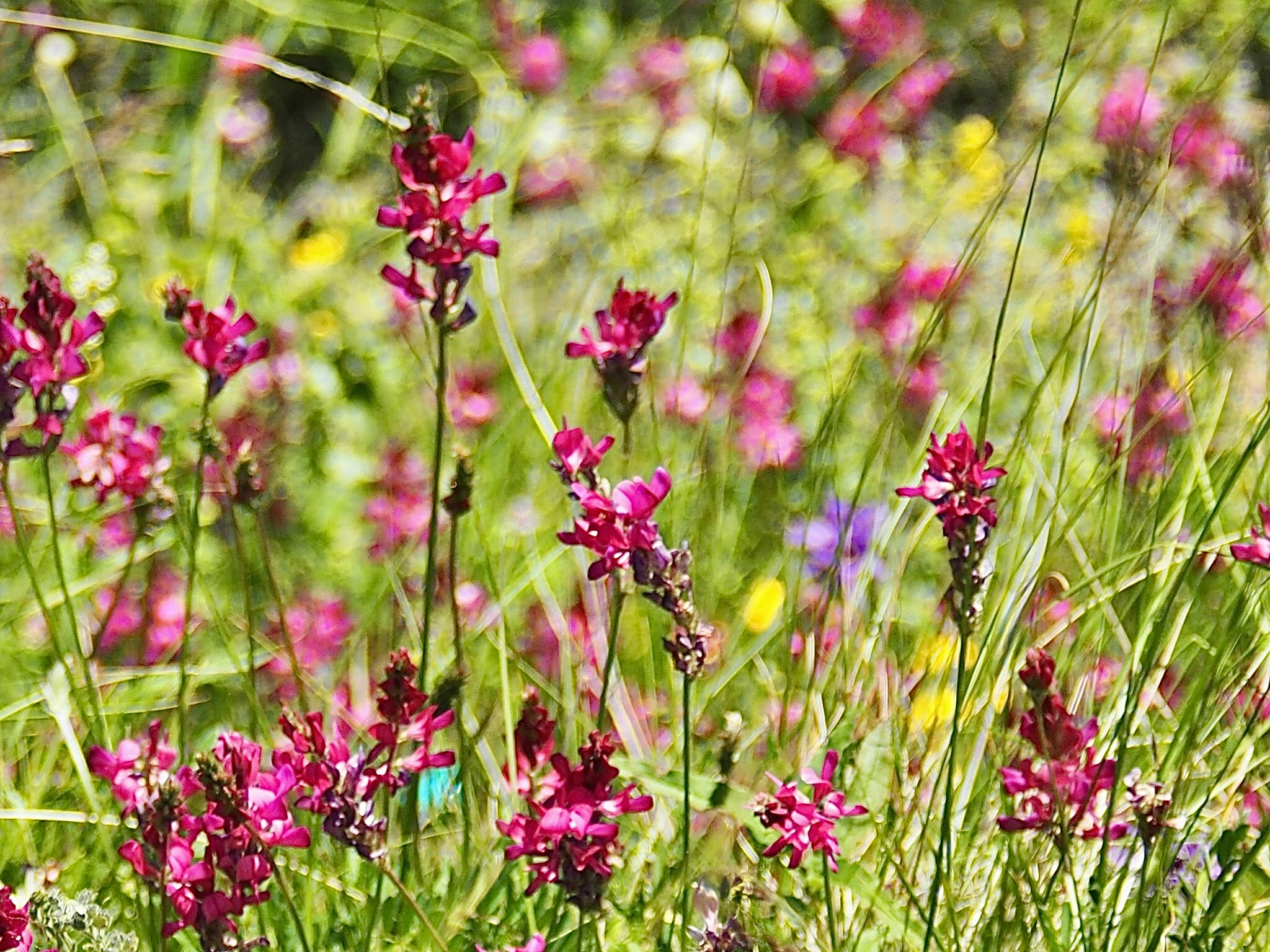 Флора и фауна. Смотри, красота!